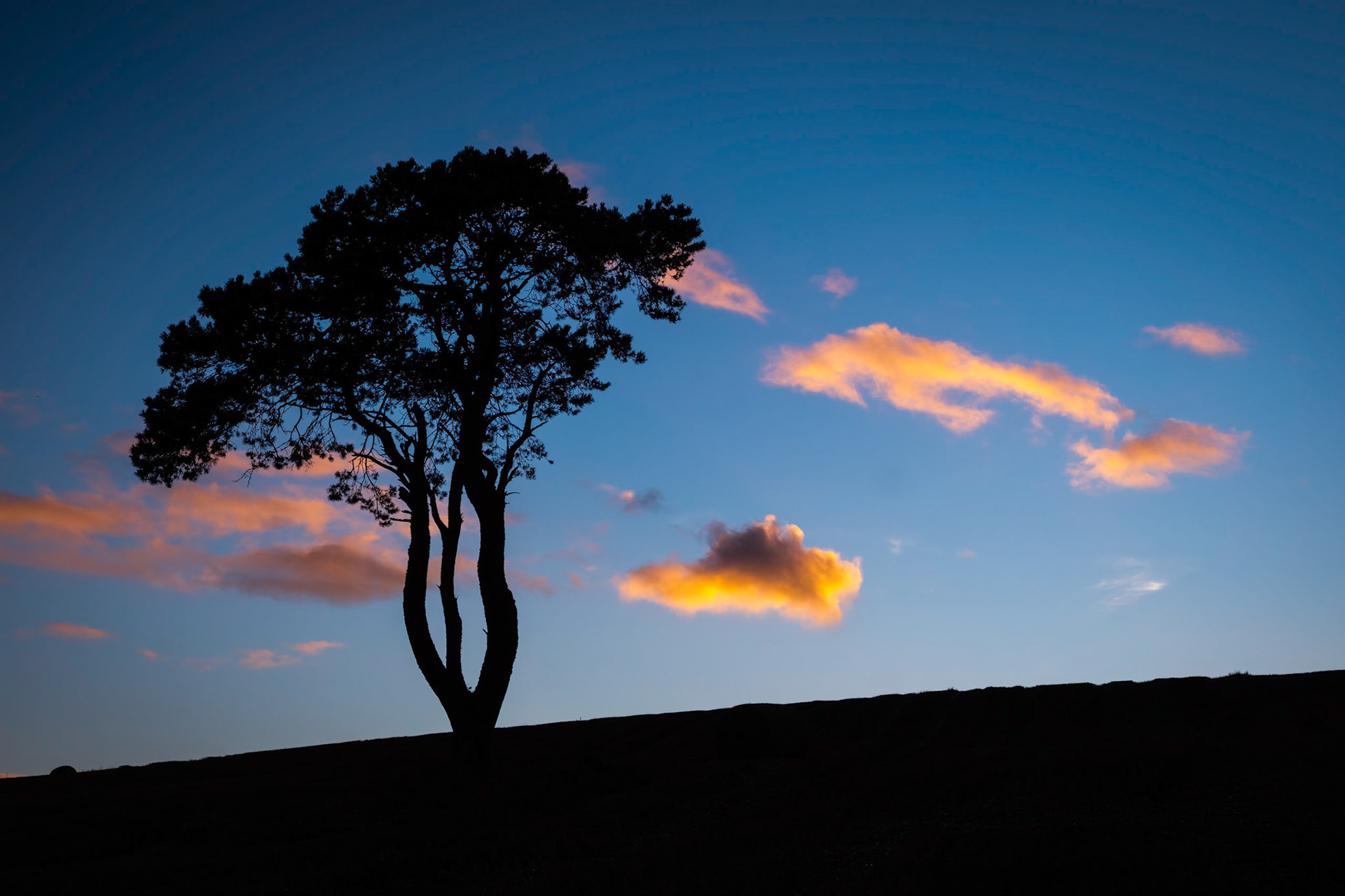 A solitary tree silhouetted against a sunset sky in Moray, Scotland