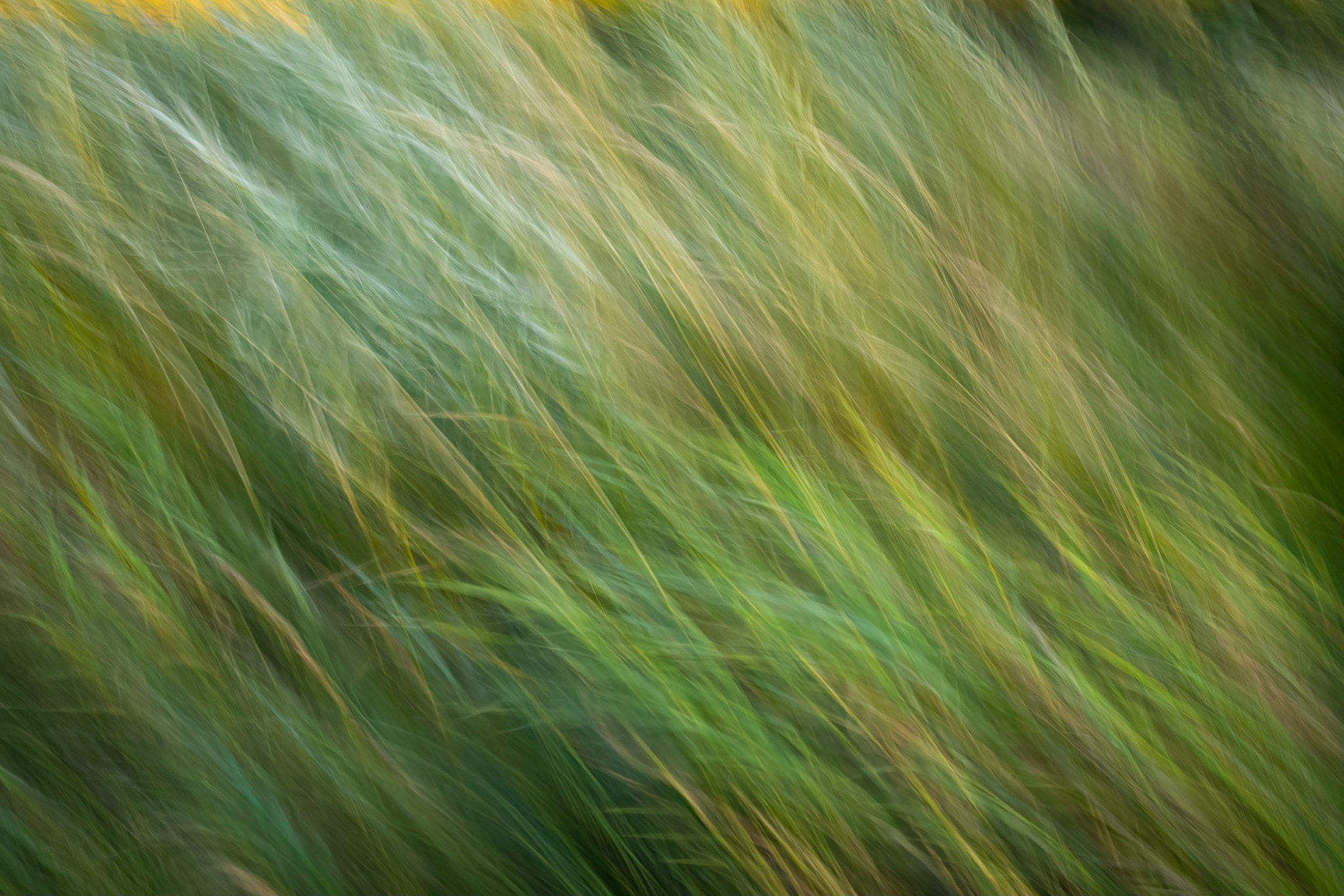 Grasses blowing in the wind, taken using icm (intentional camera movement)