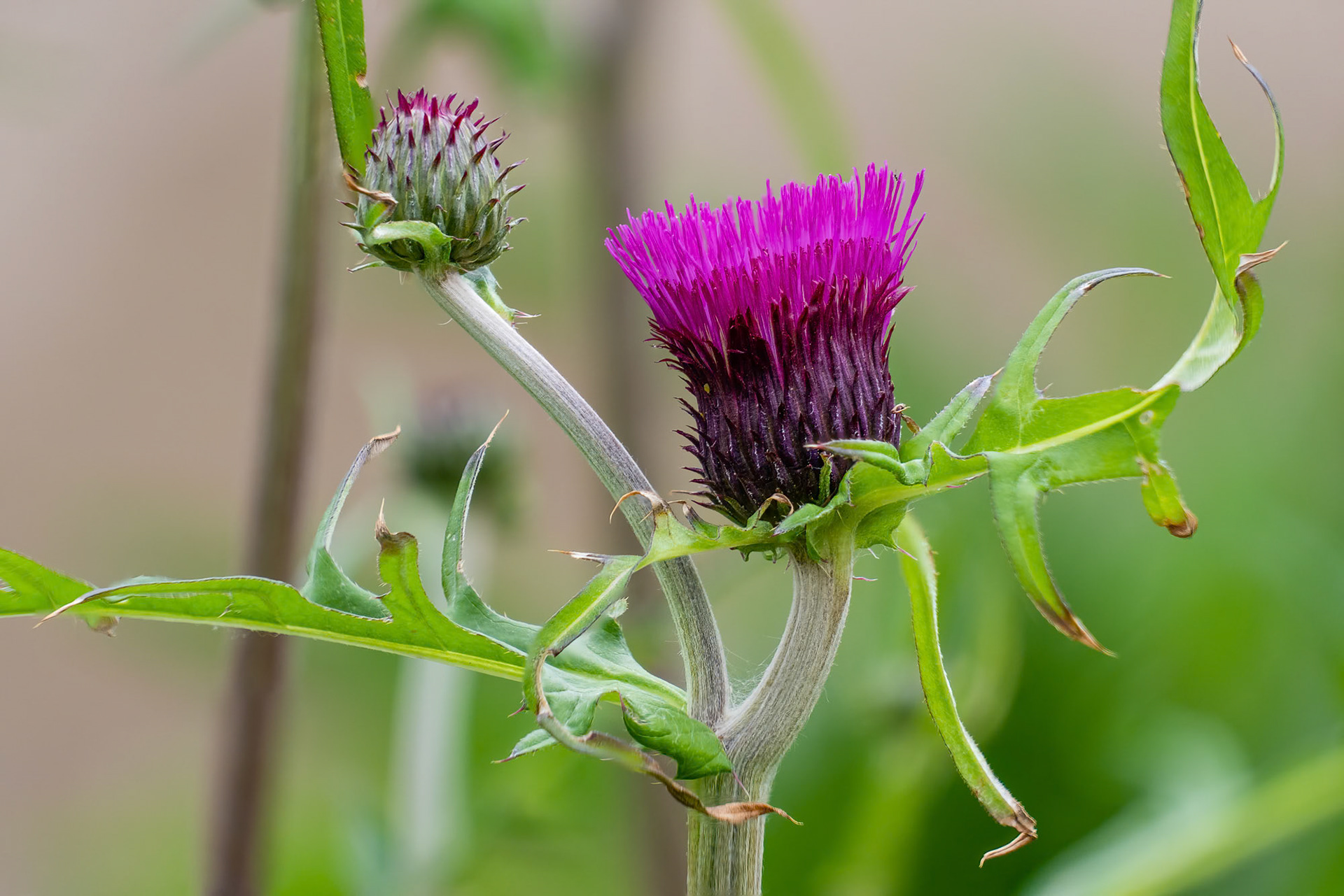 Brook Thistle