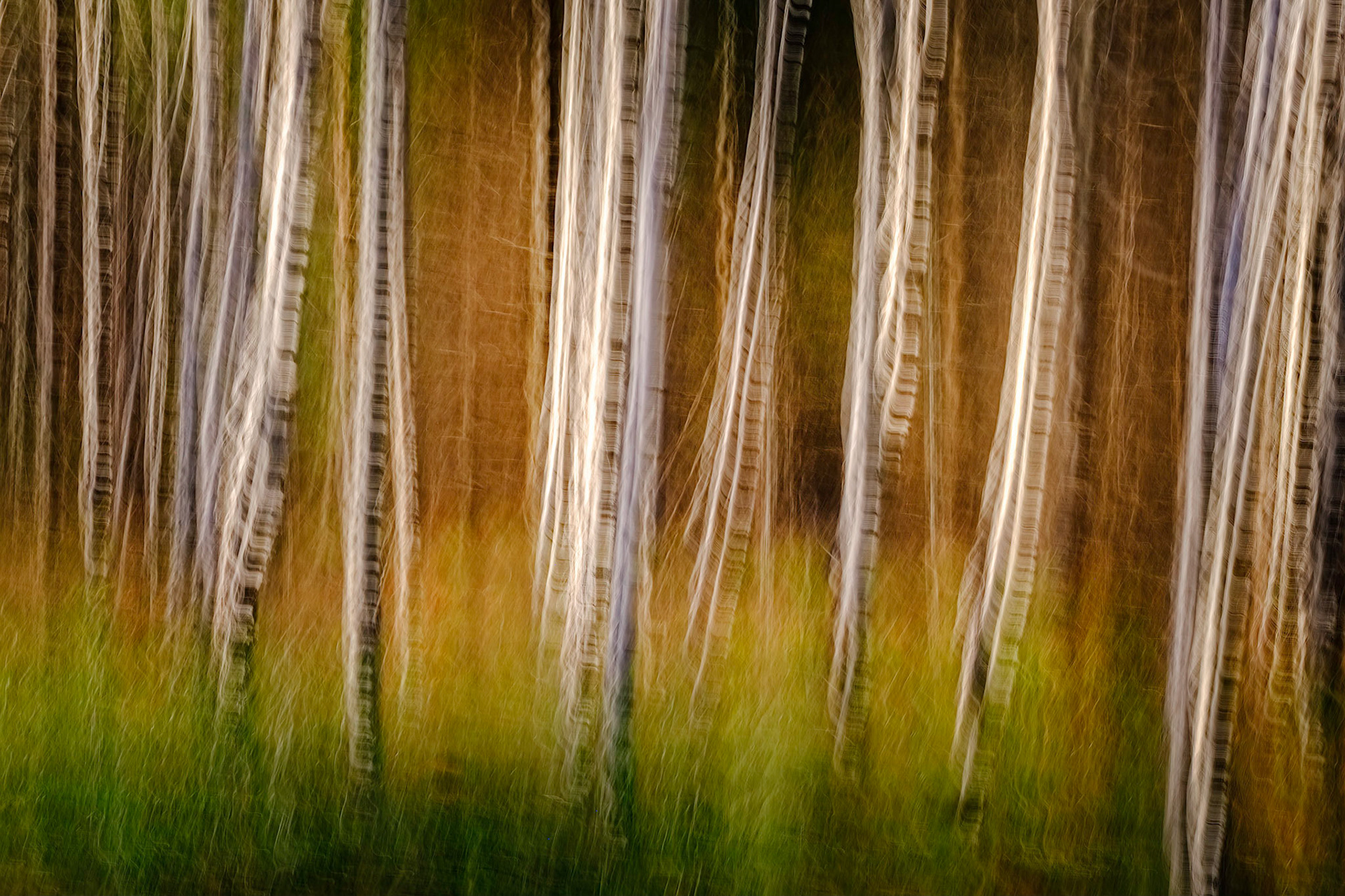 Birches in Autumn 2