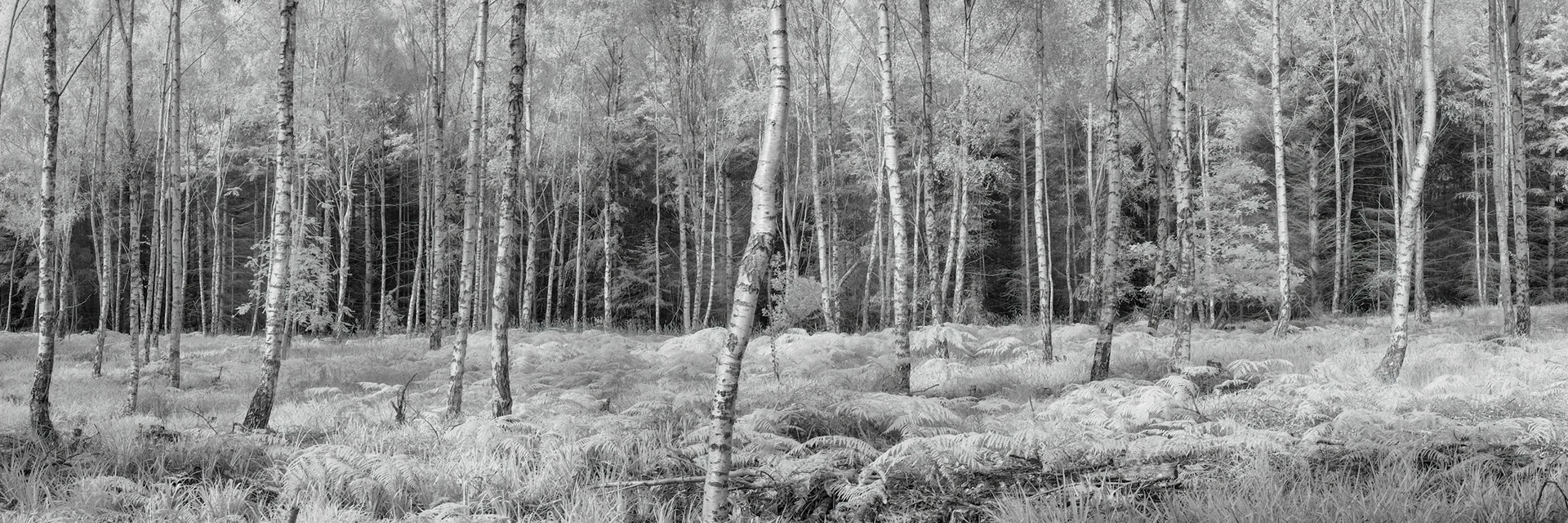 A panoramic infrared image of silver birches in Moray, Scotland