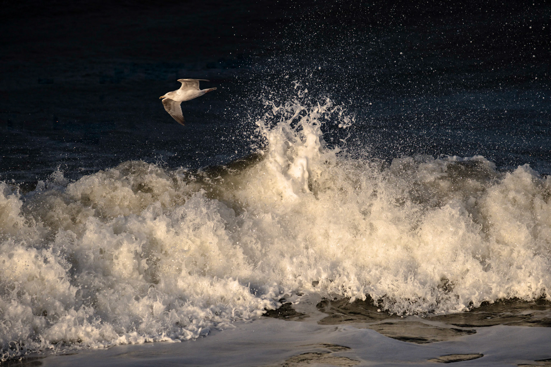 A gull skims across a breaking wave