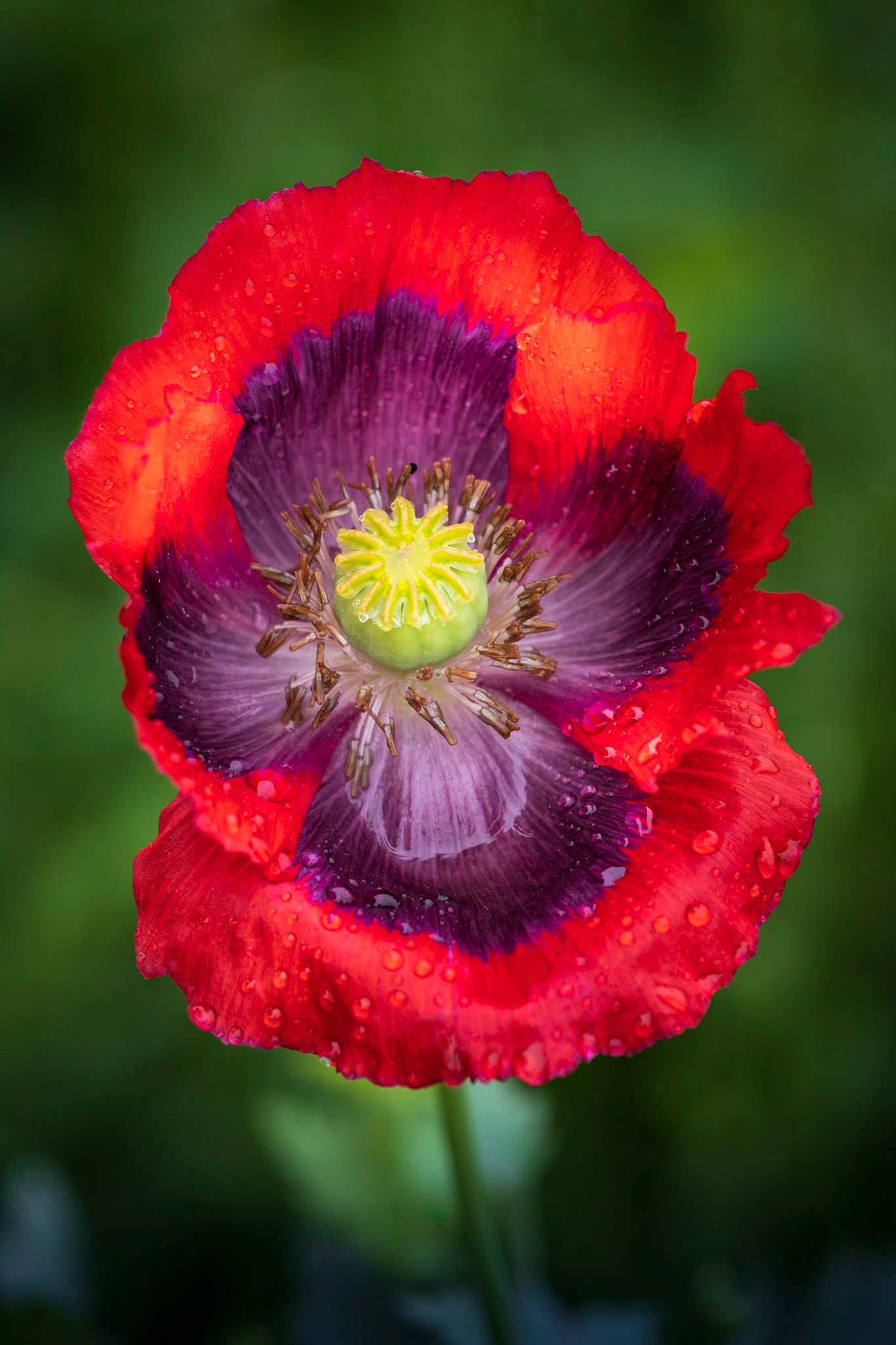 Poppy Portrait