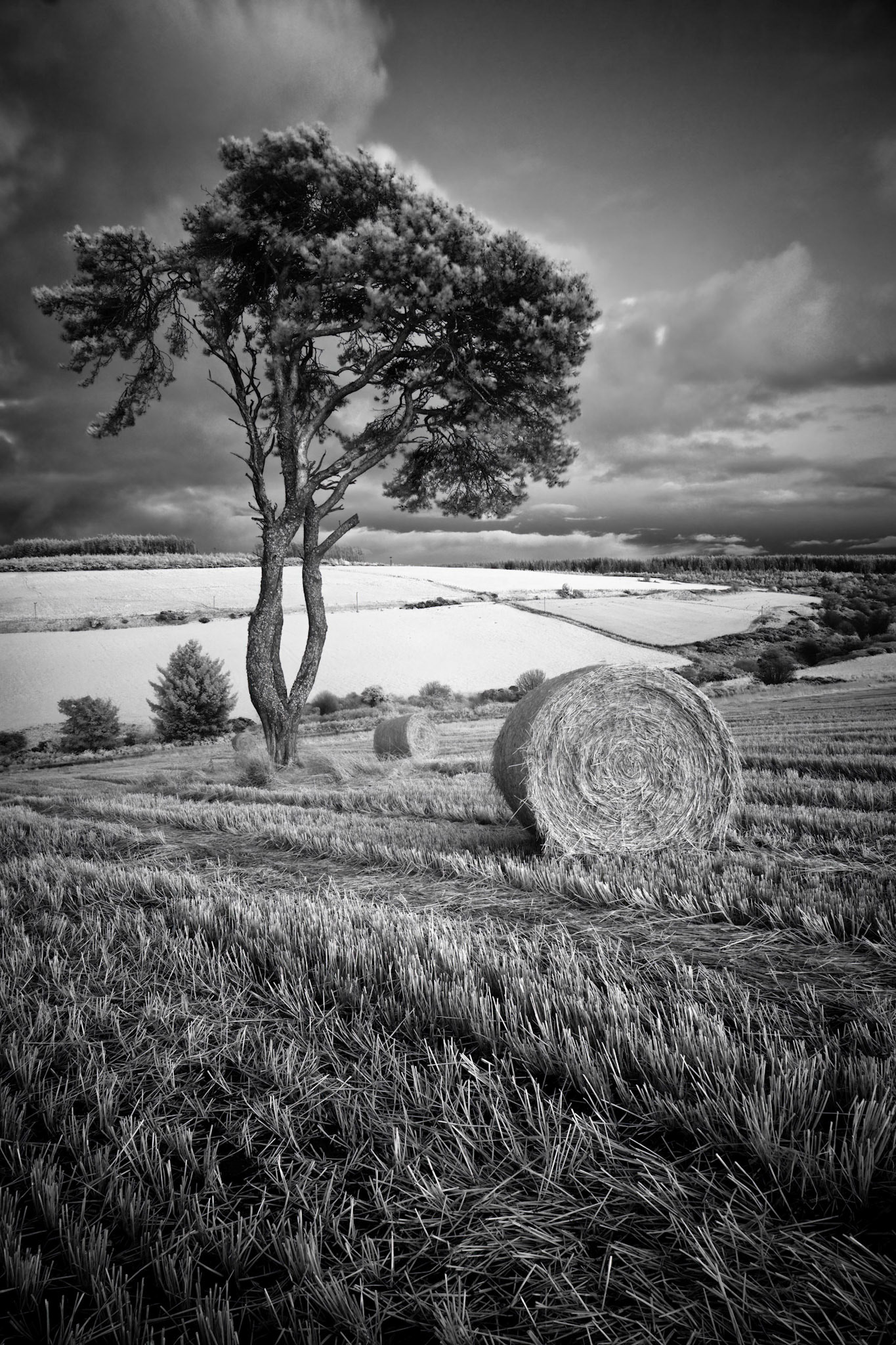 A lone tree stands on a hillside in a field of harvested barley