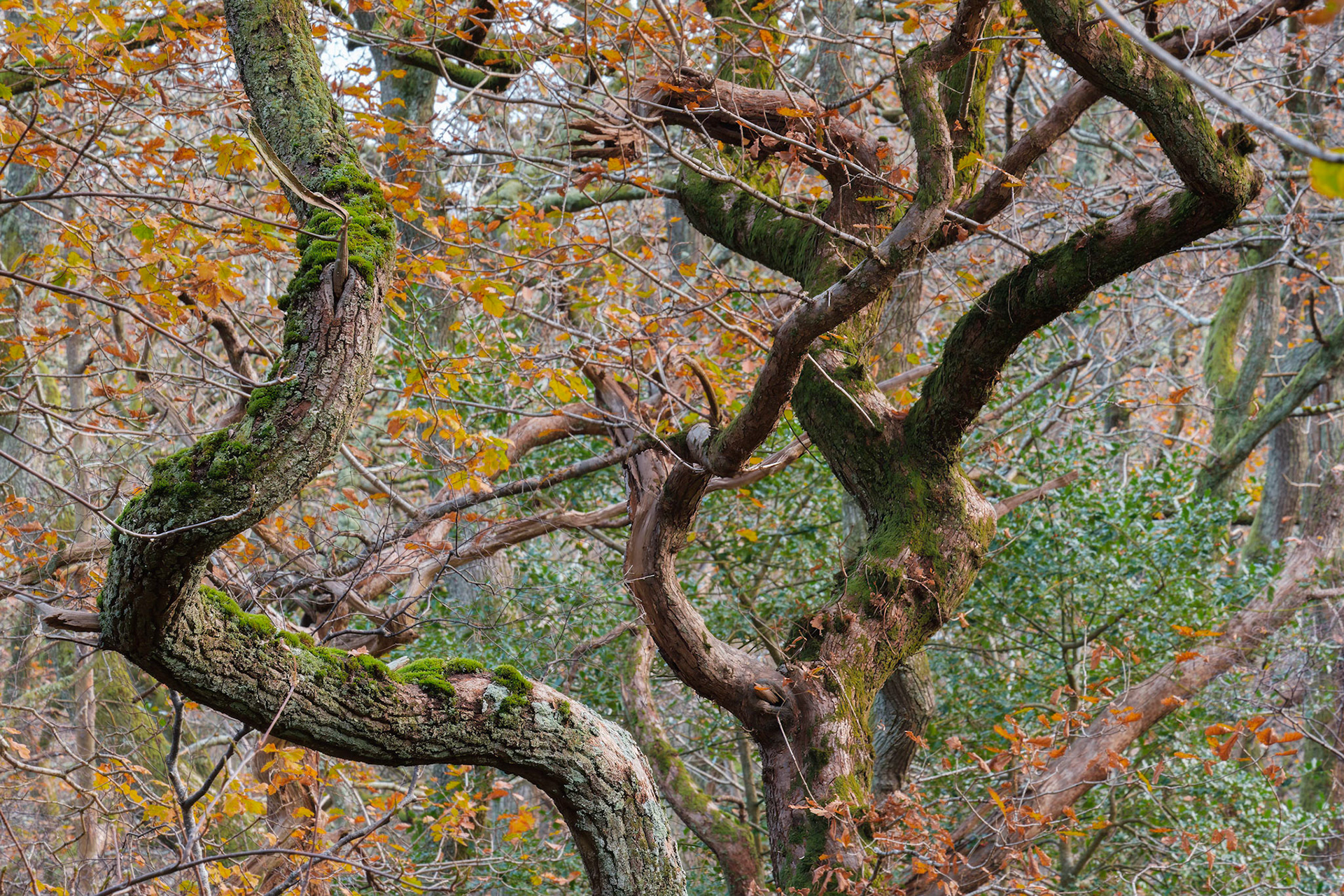 Oak branches with a few remaining autumn leaves