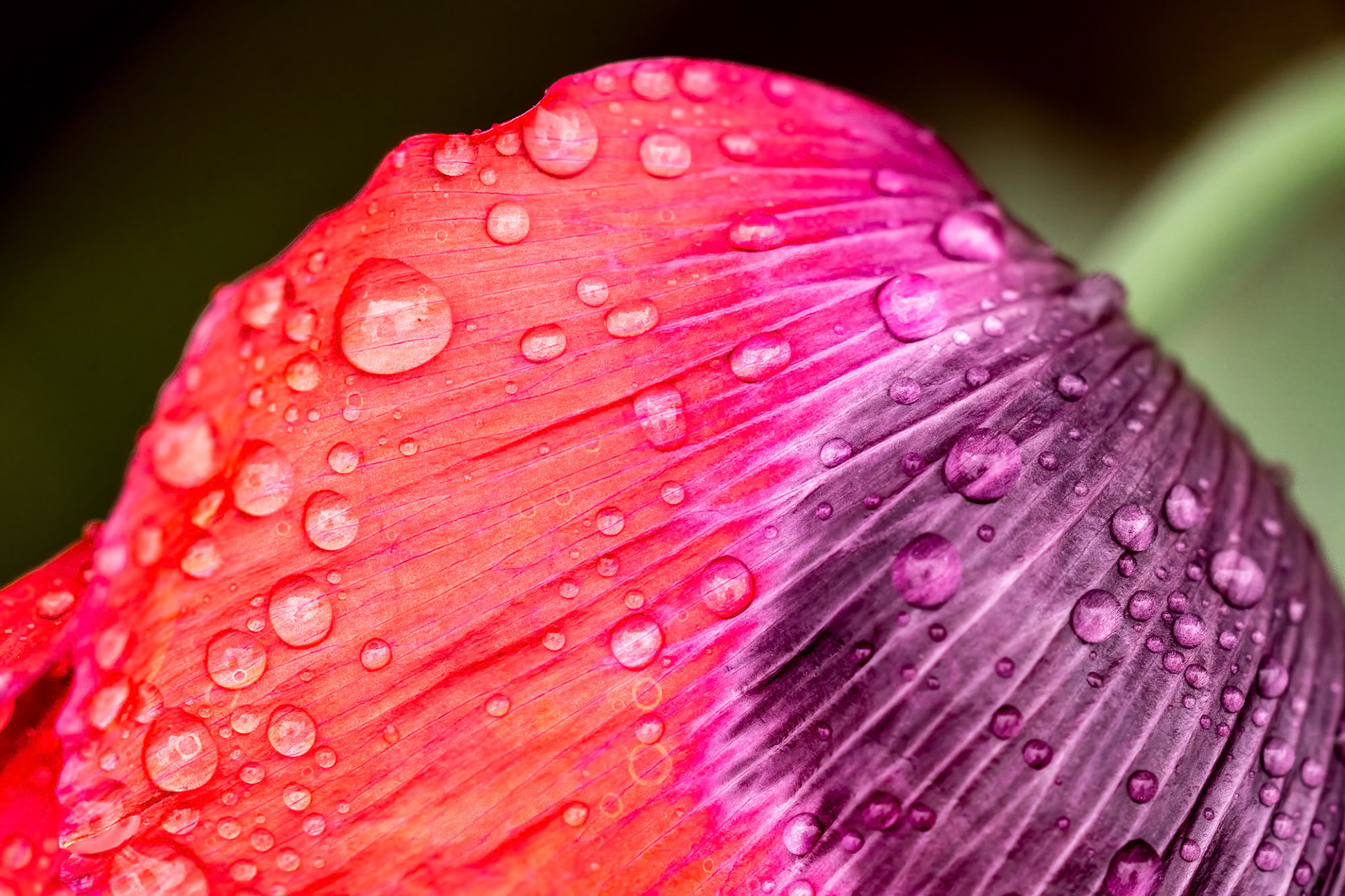 Poppy Petal