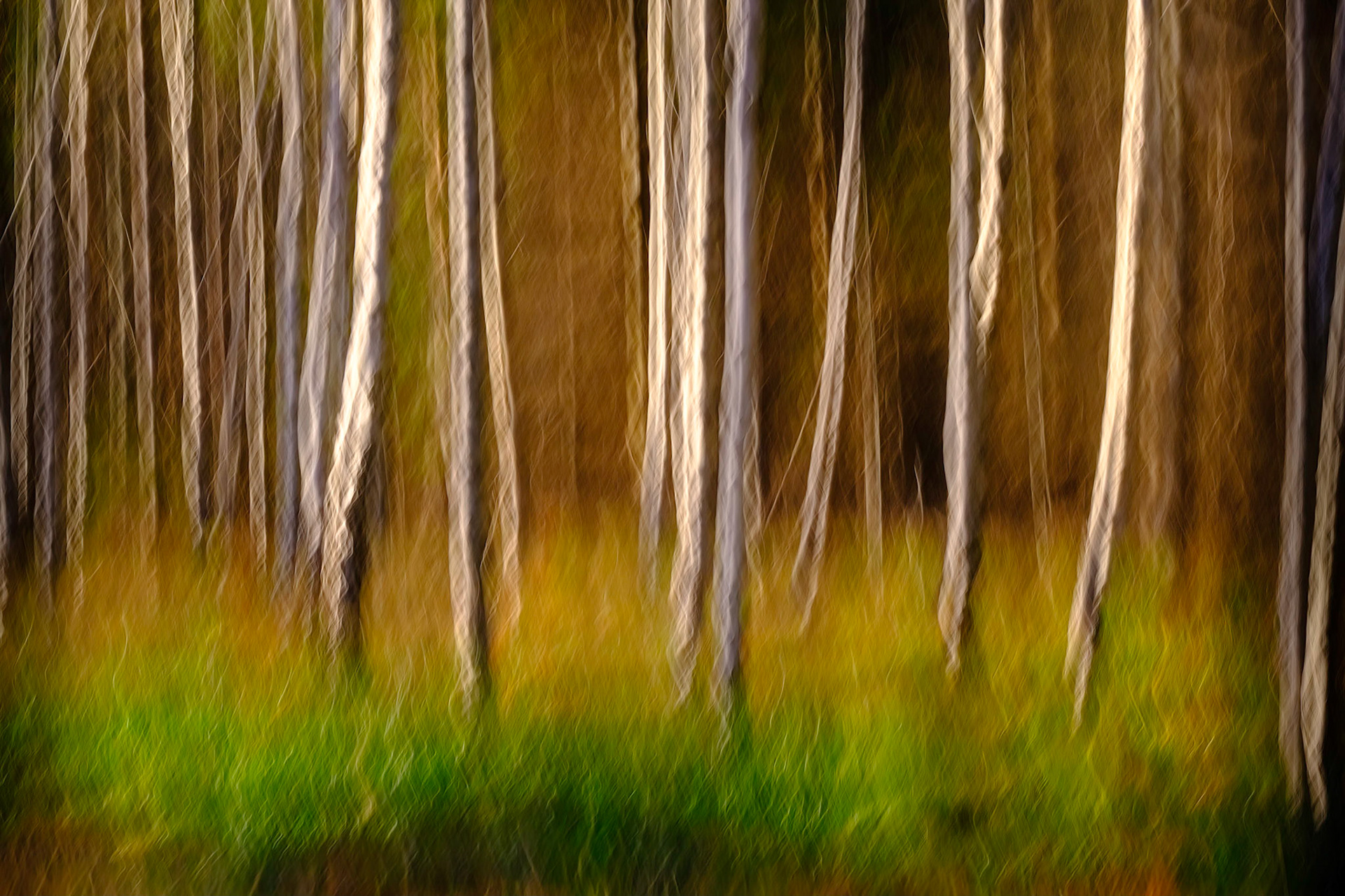 Birches in Autumn 1