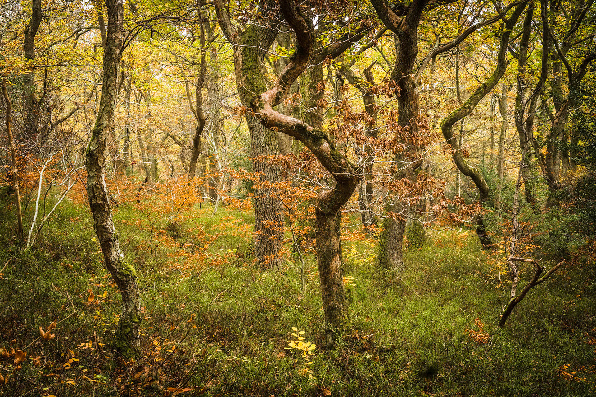 Dancing Trees