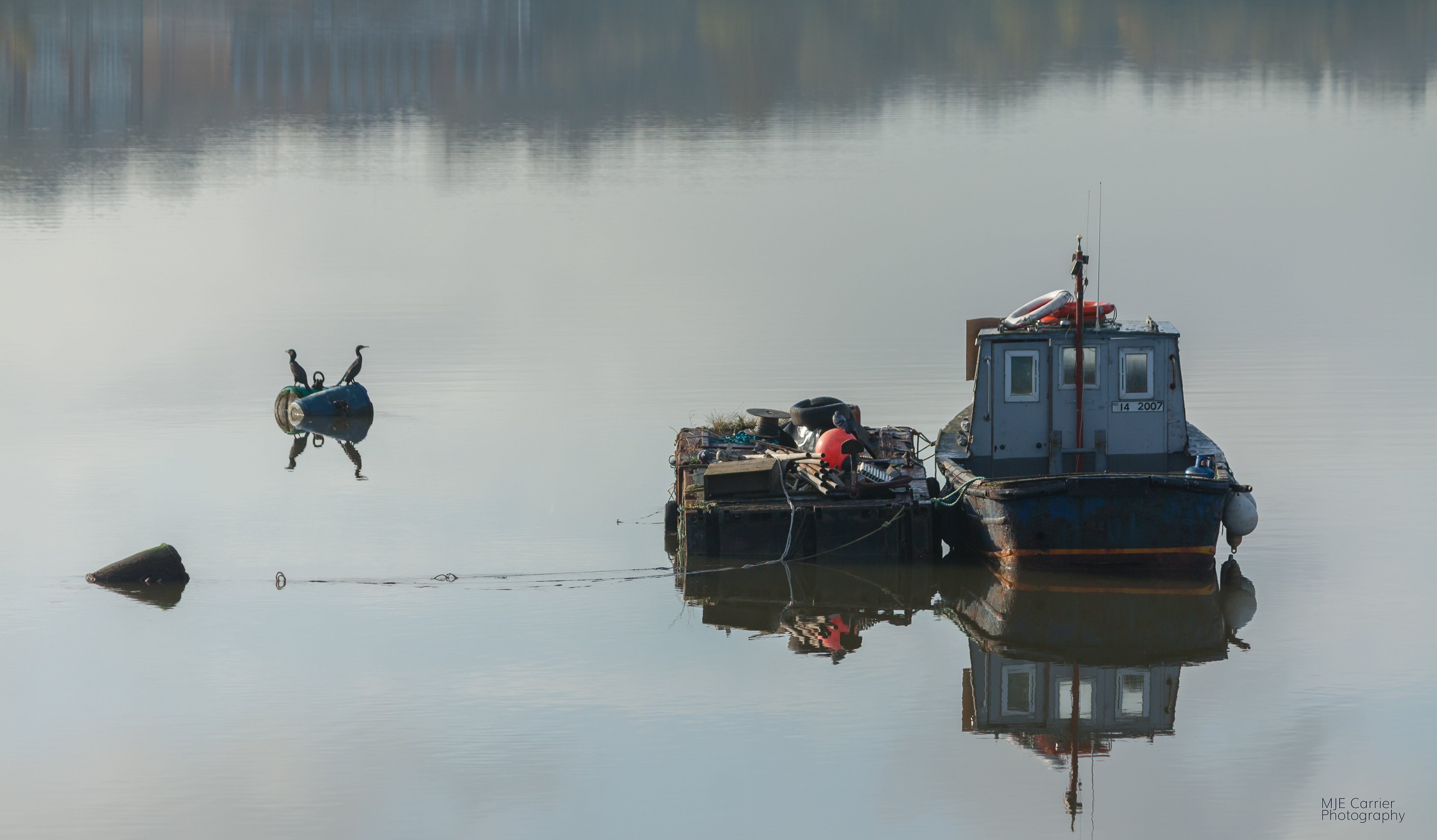 Quarrelling Cormorants