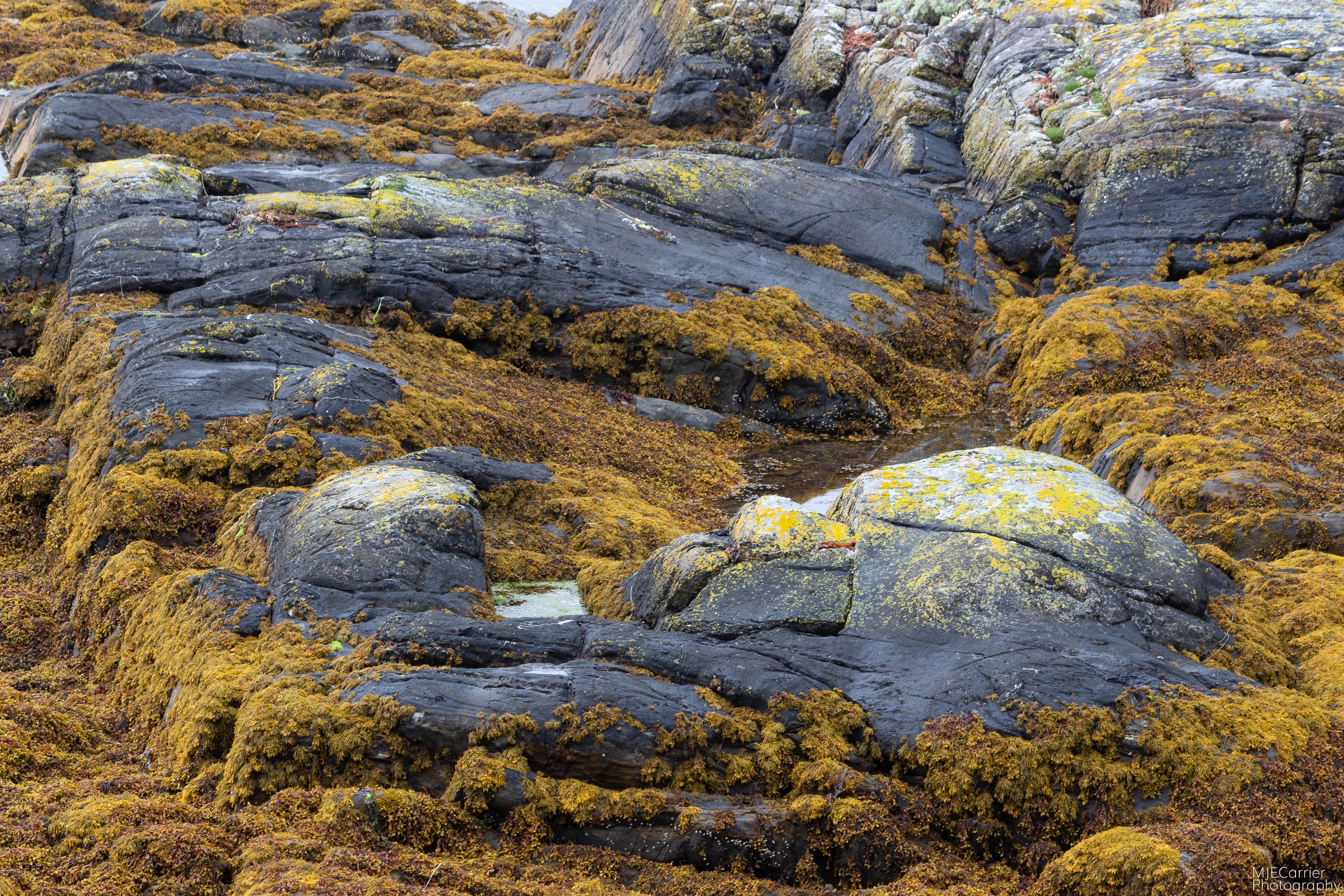 Rock detail at Garbh Eilean Wildlife Hide near Salen, Ardnamurchan