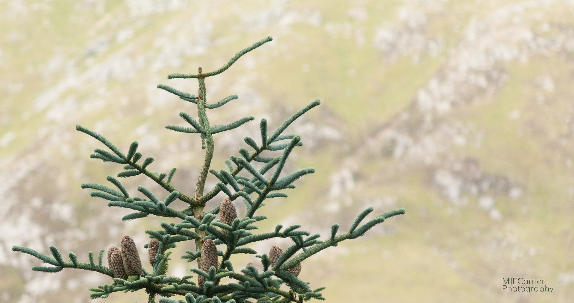 Natural symmetry in Glen Nevis.