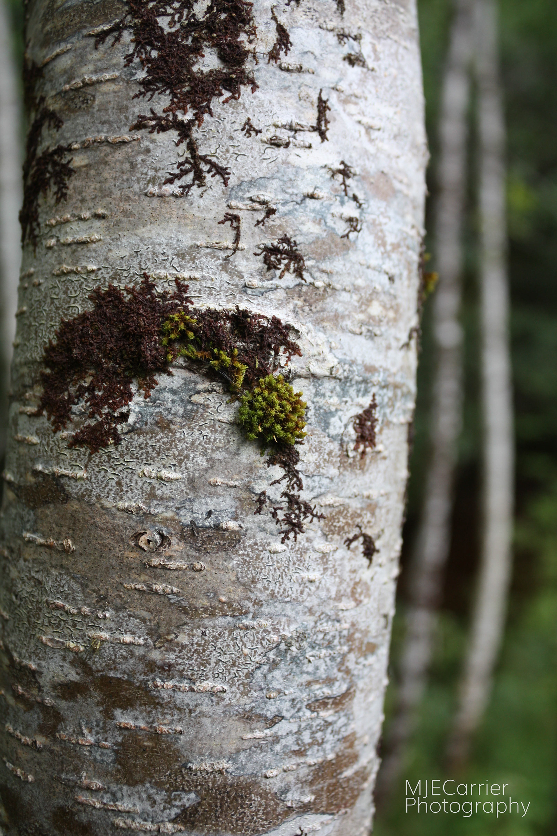 A Silver Birch at the foot of Aonach Mor.