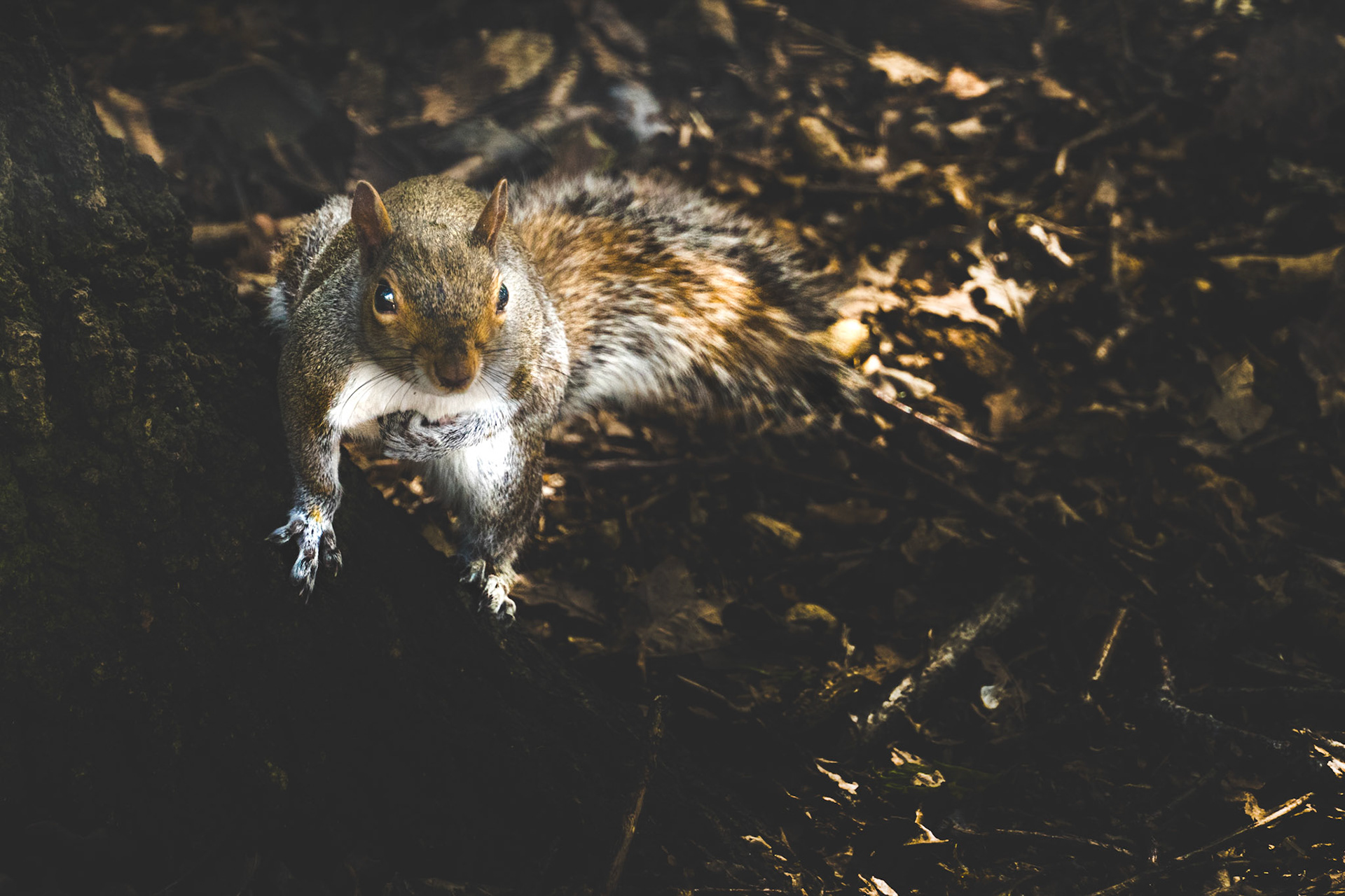 Munchkin the happy squirrel - Greenwich Park
