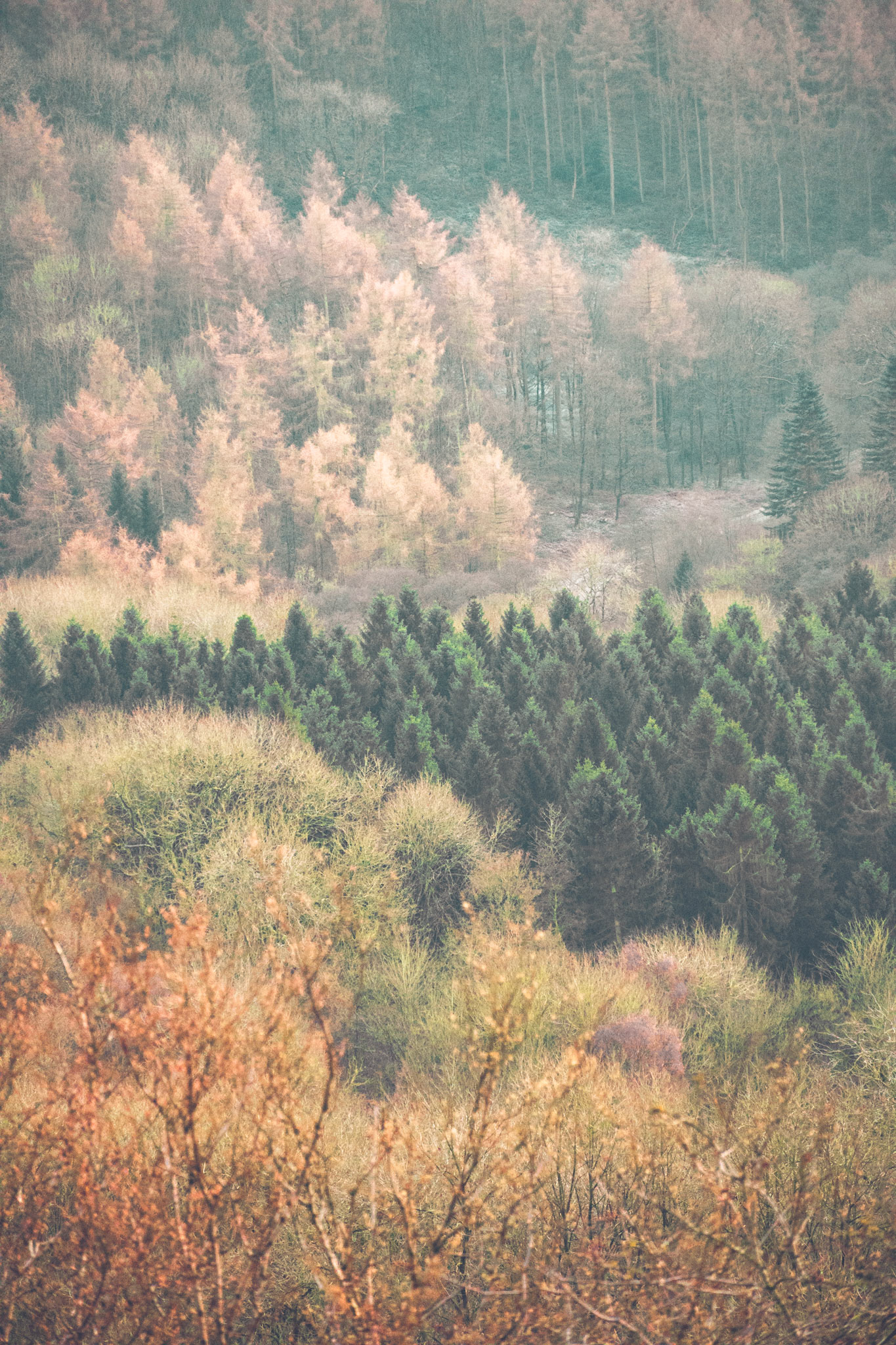 Trees - Sutton Bank