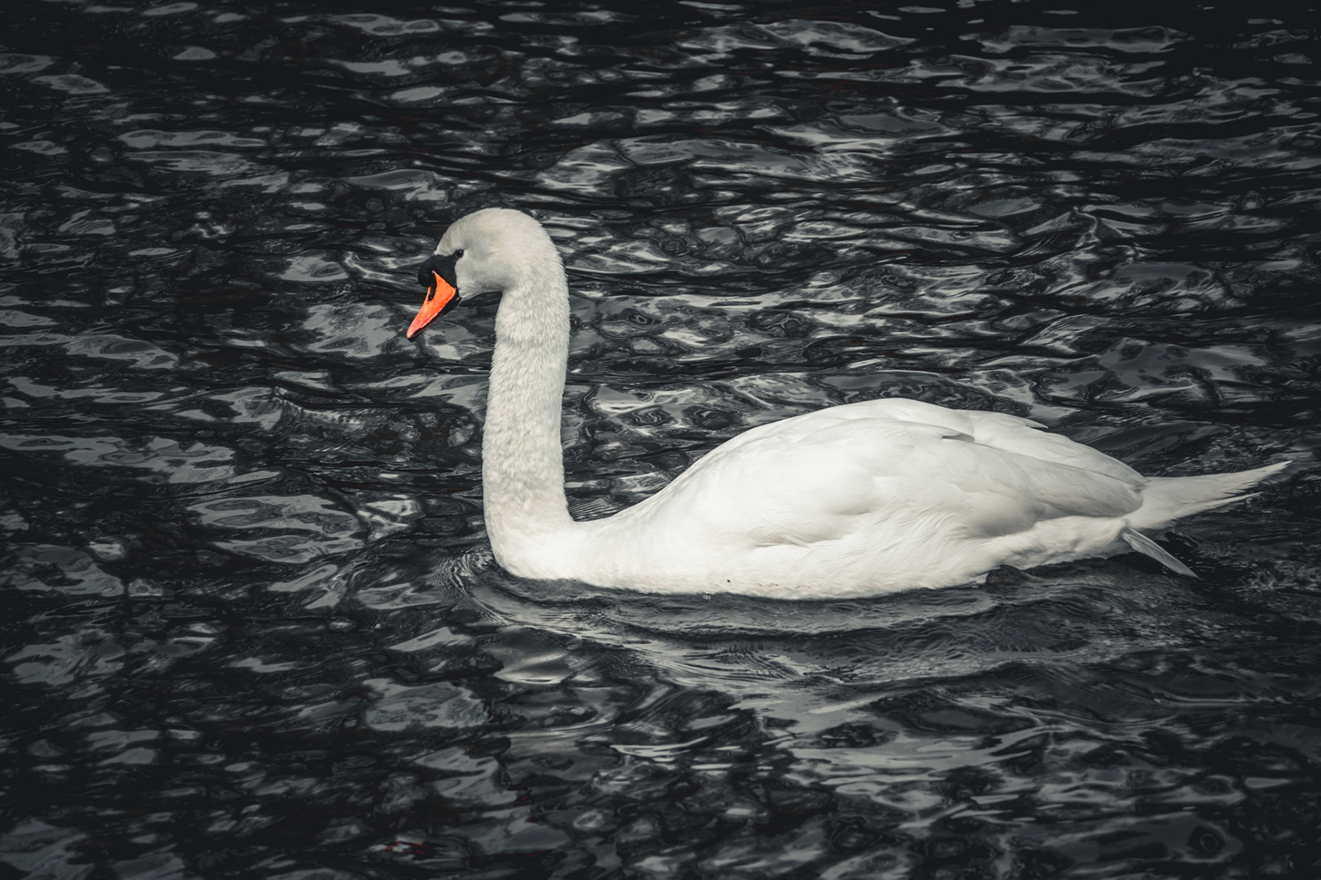 Swan - Ripon