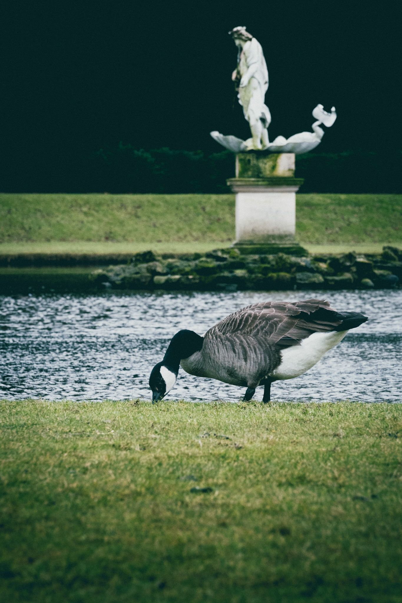 Goose - Fountains Abbey
