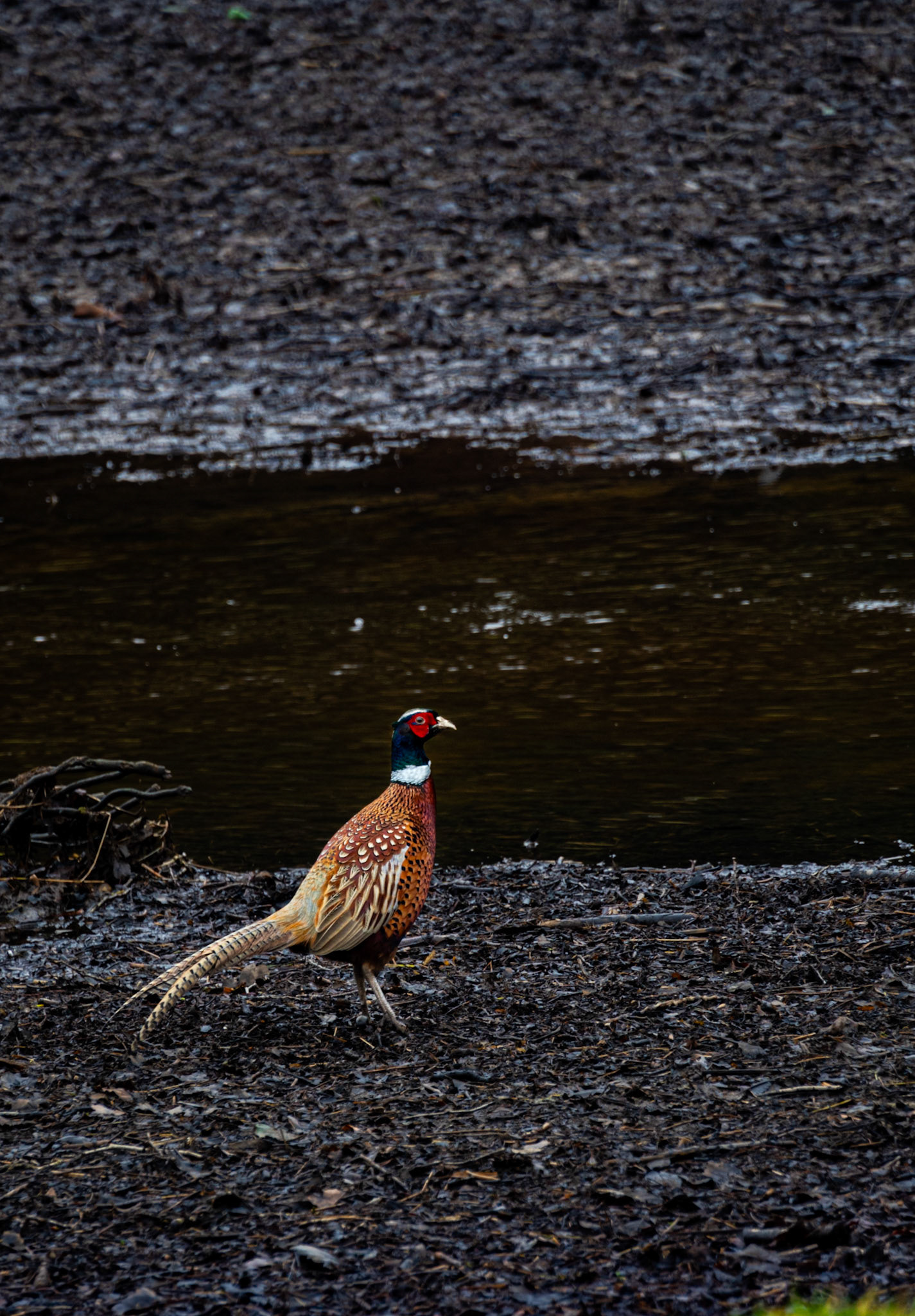 Pheasant Drinking - Fountains Abbey