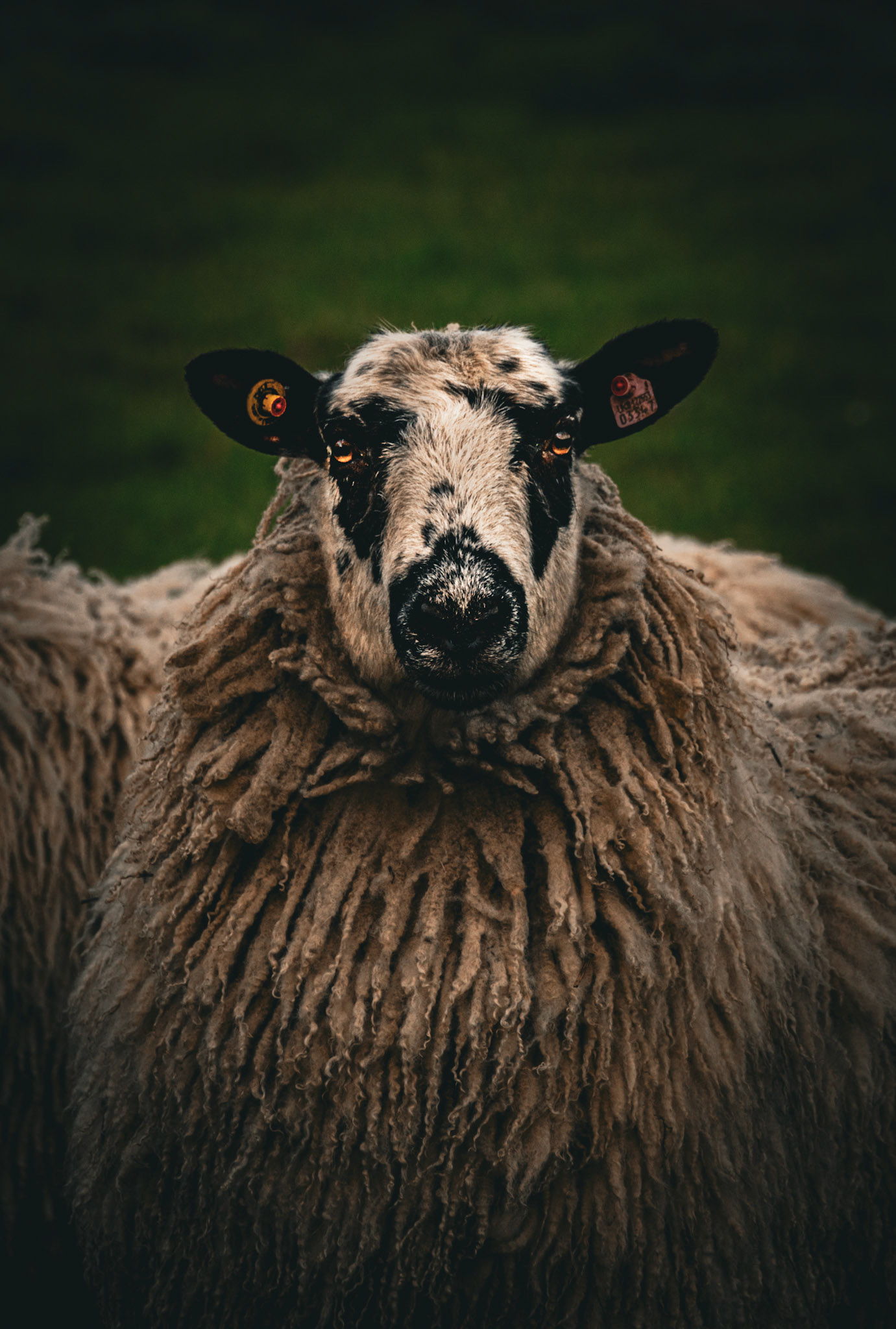 Sherpa the sheep - Boroughbridge