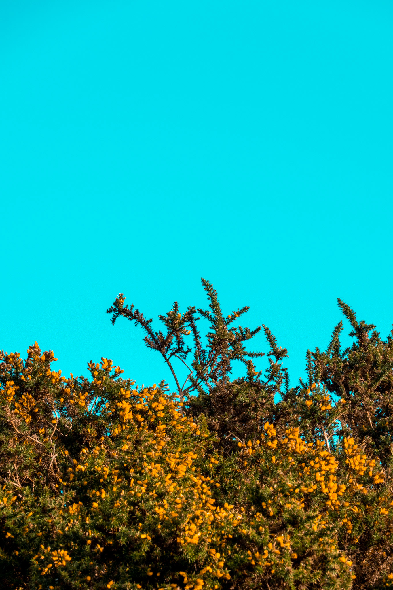 Minimalist Plants - Knasborough