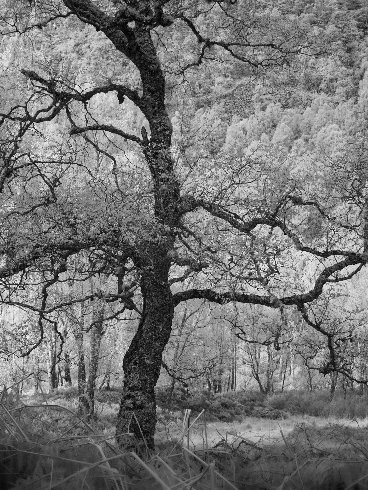 Infra red