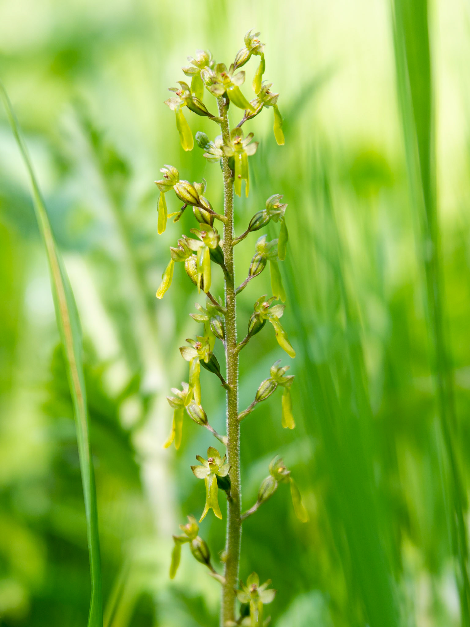 Common Twayblade Somerset, Velvet 56