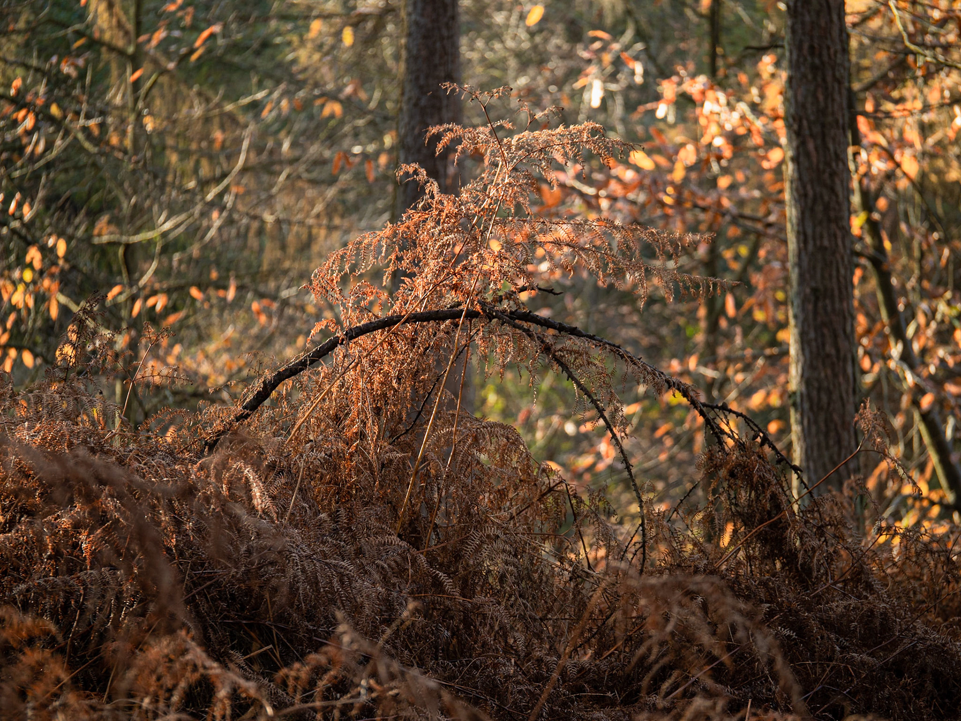 Felbrigg Woods