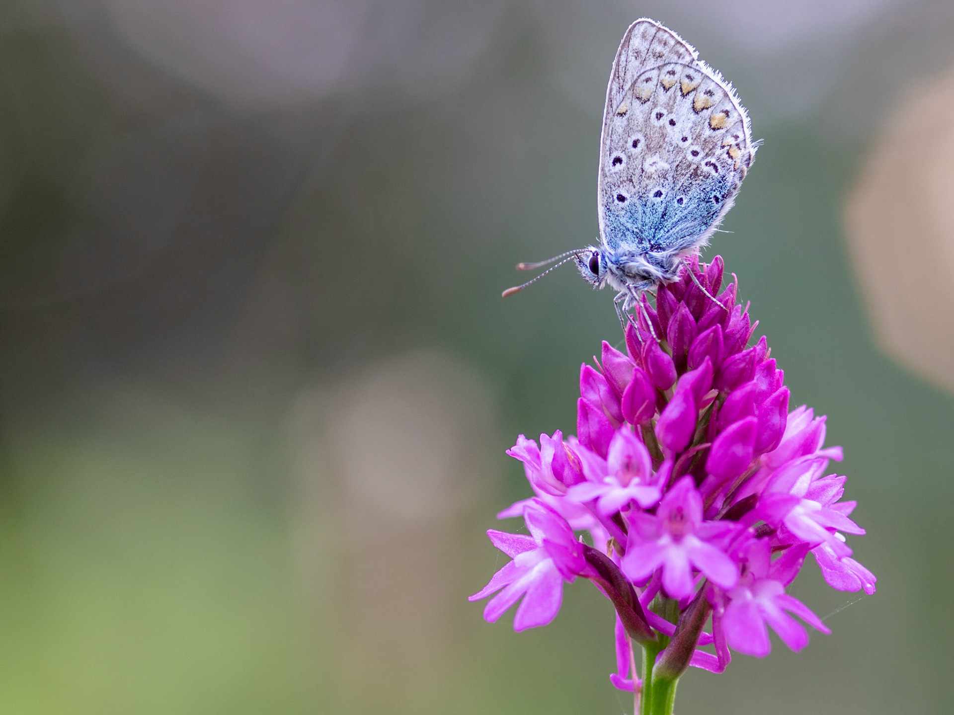 Large Blue Butterfly, Devon