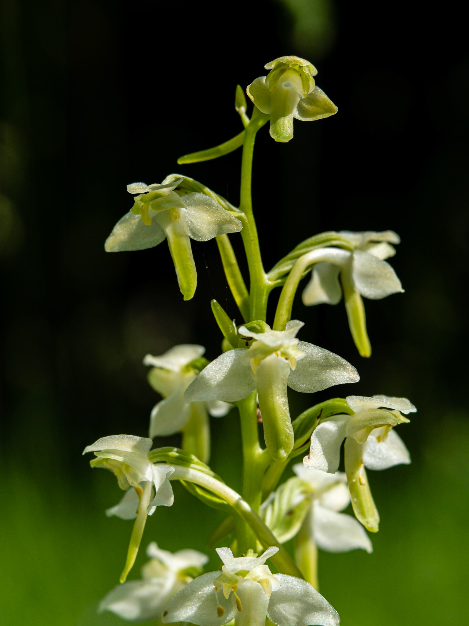 Greater Butterfly Orchid, Somerset, Velvet 56