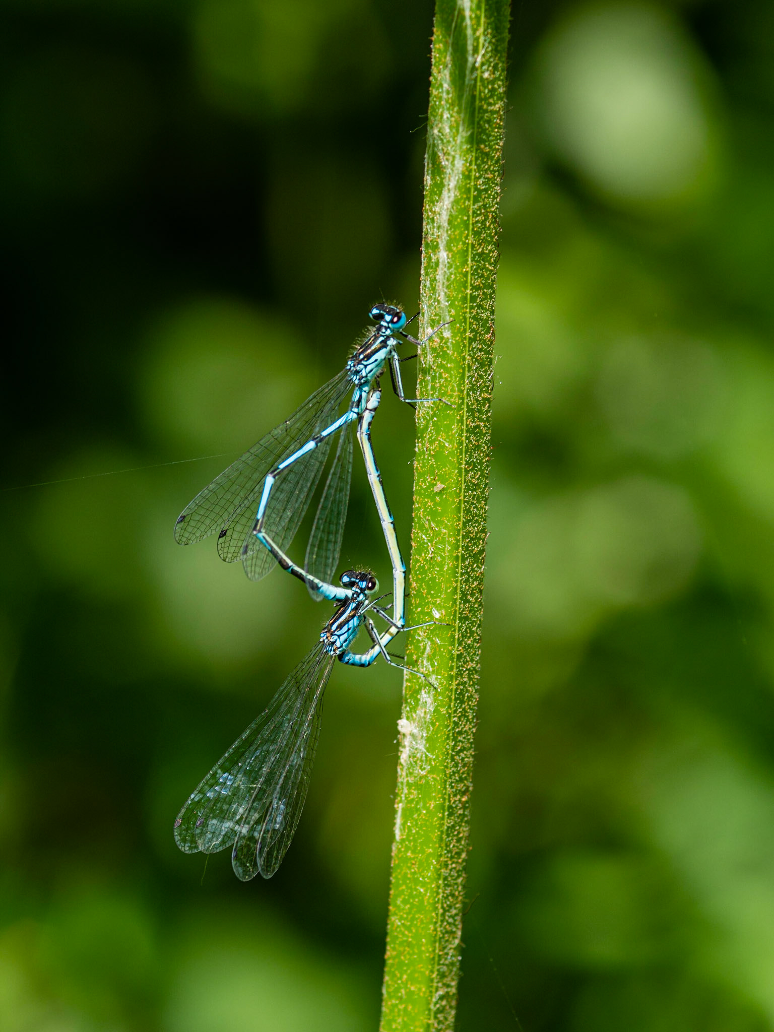 Common Blue Damselfly, Somerset