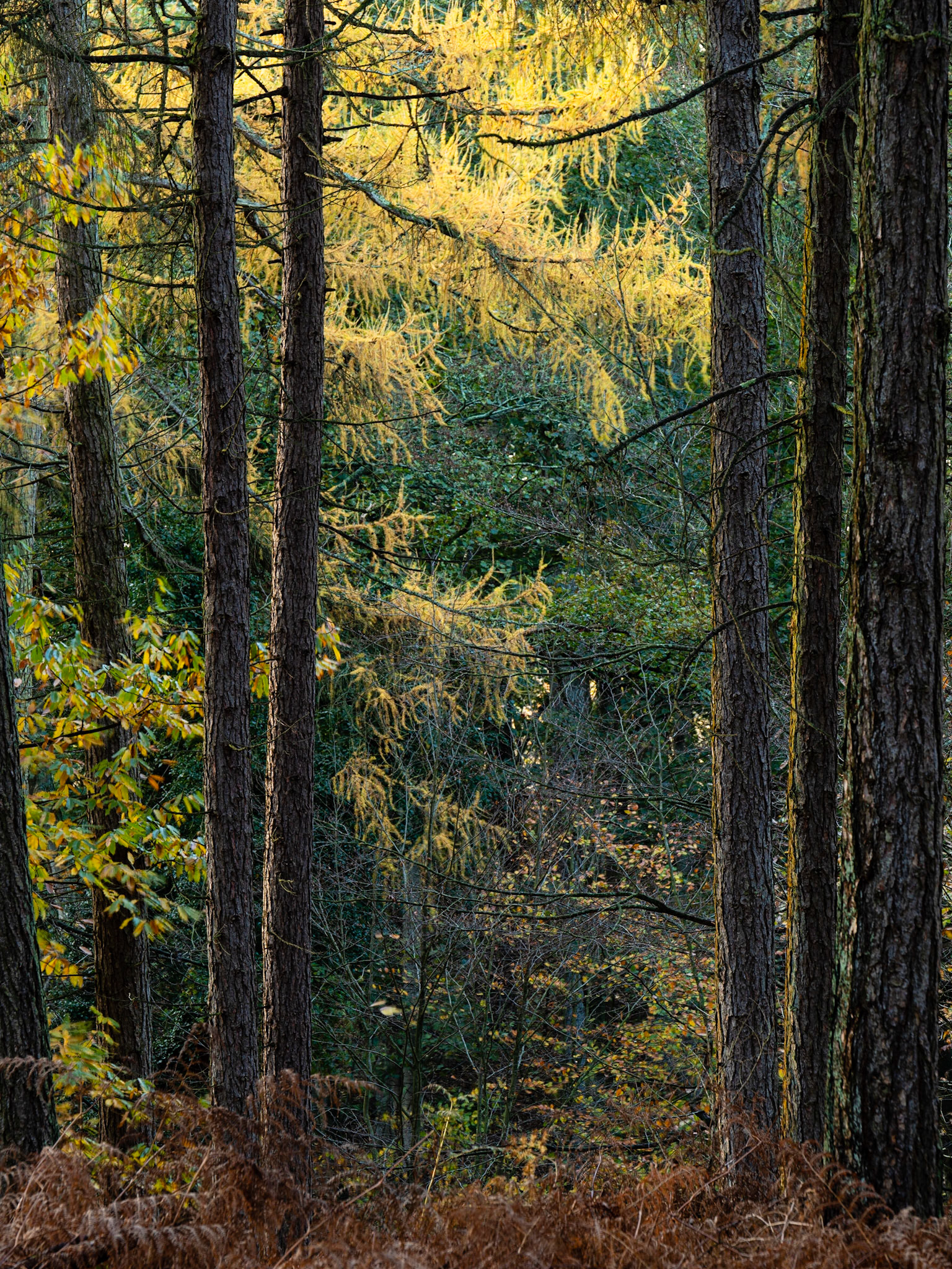 Felbrigg Woods