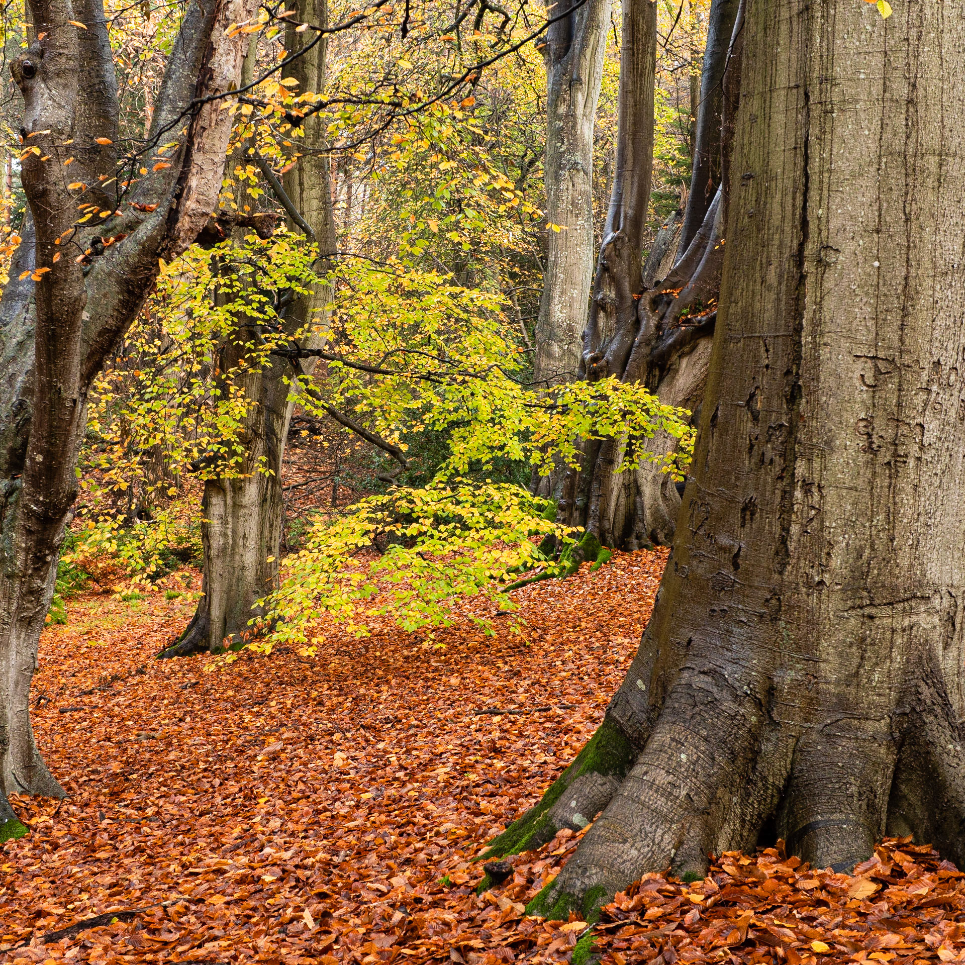 Felbrigg Woods