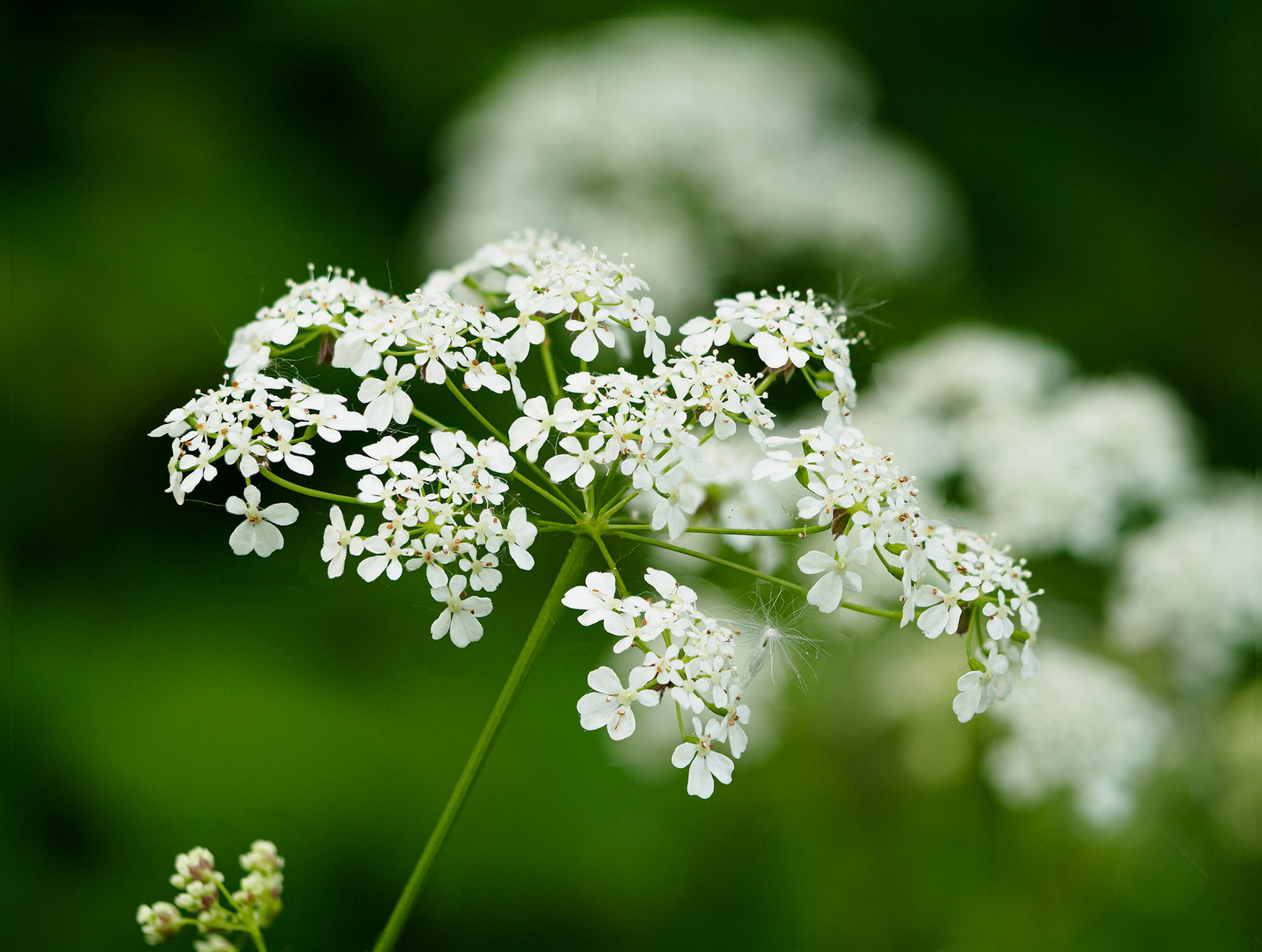 Skylarks Nature Reserve
