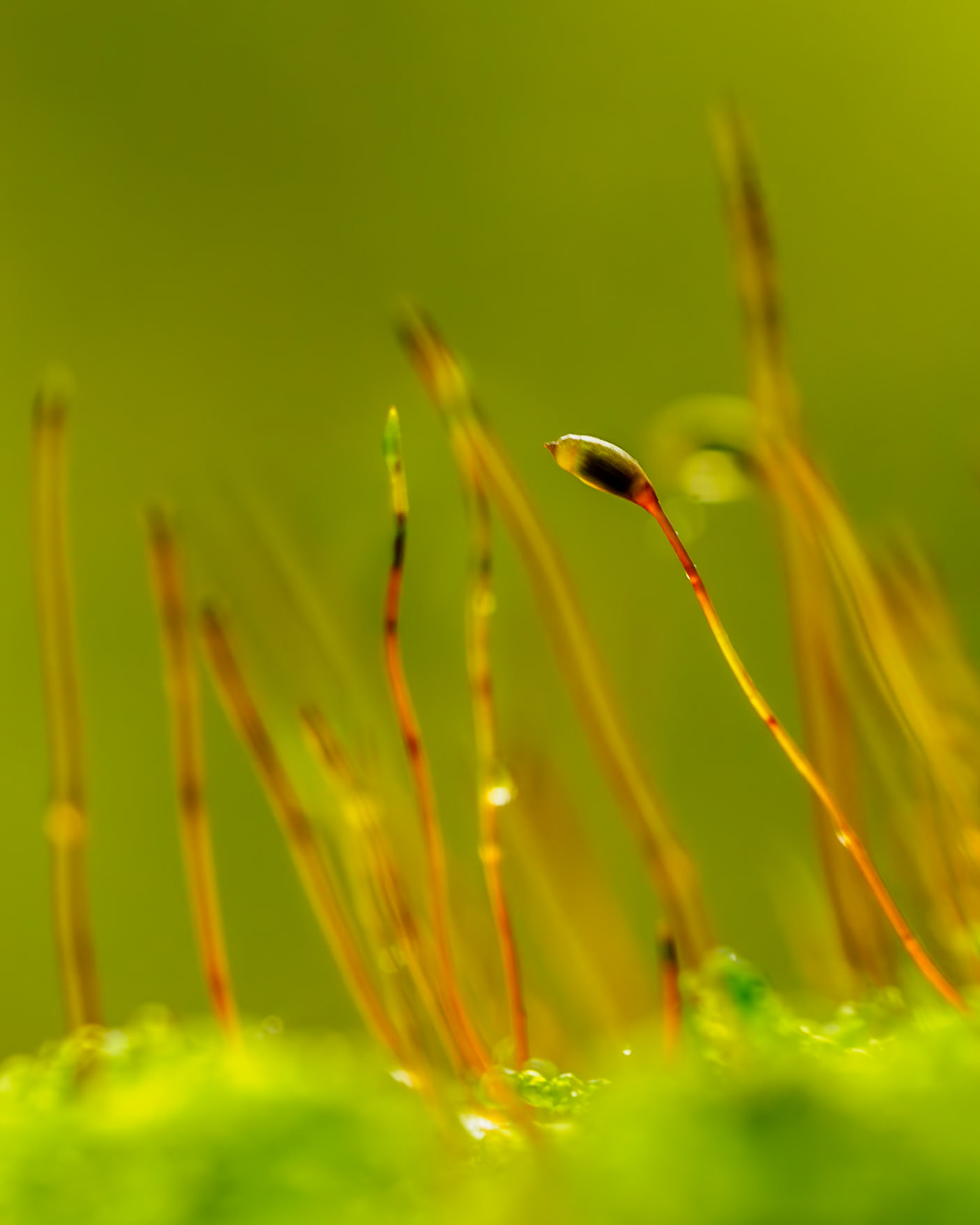 Bole Hill quarry, Joint-toothed Mosses