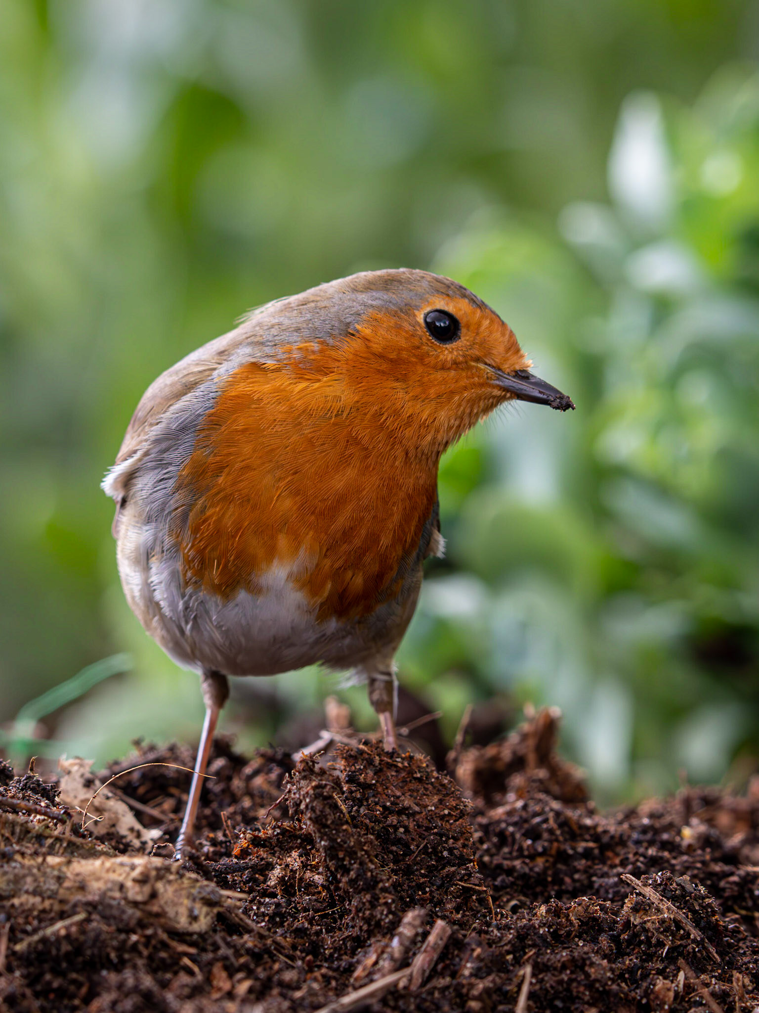 Robin in garden