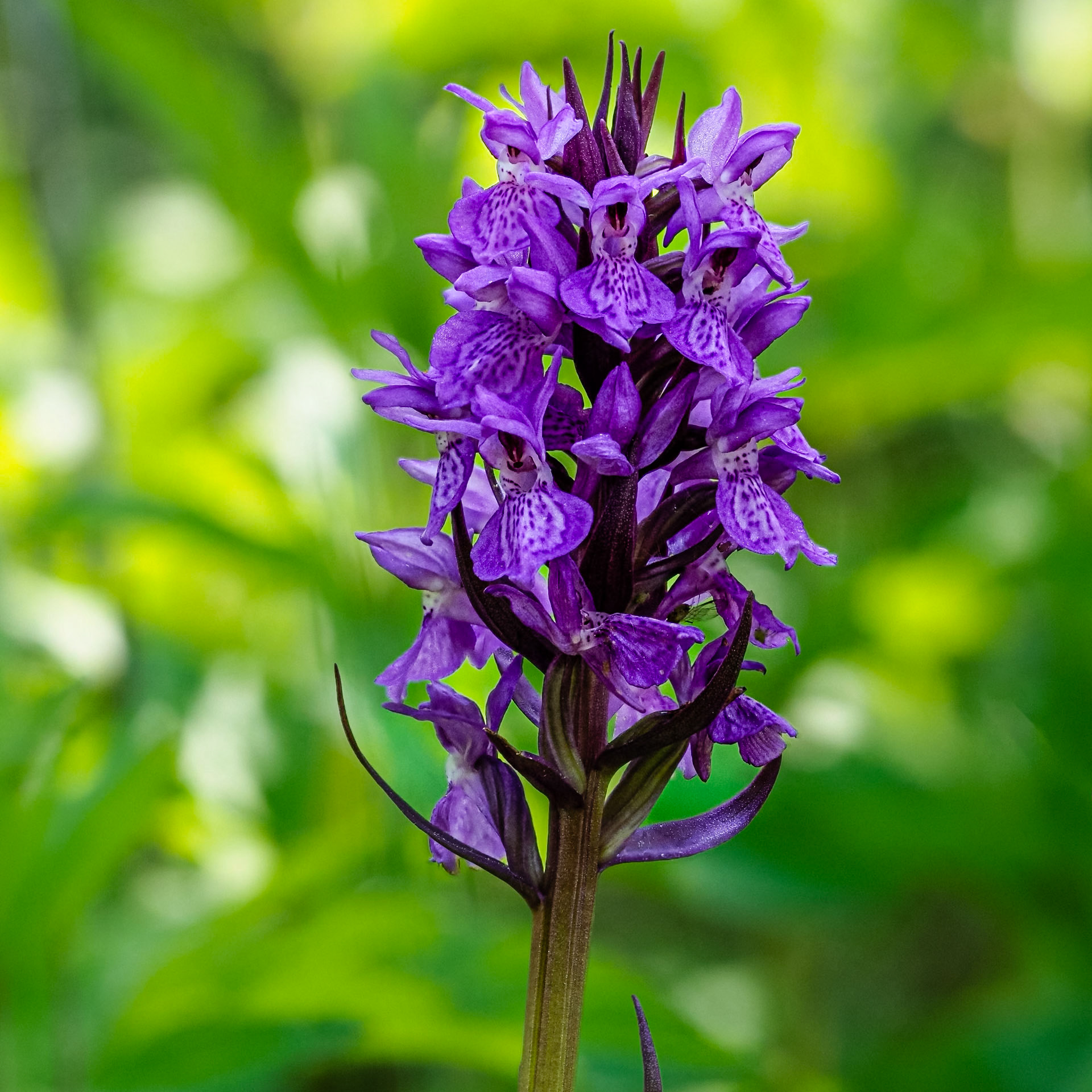 Wilford Clay Pit, Southern Marsh Orchid