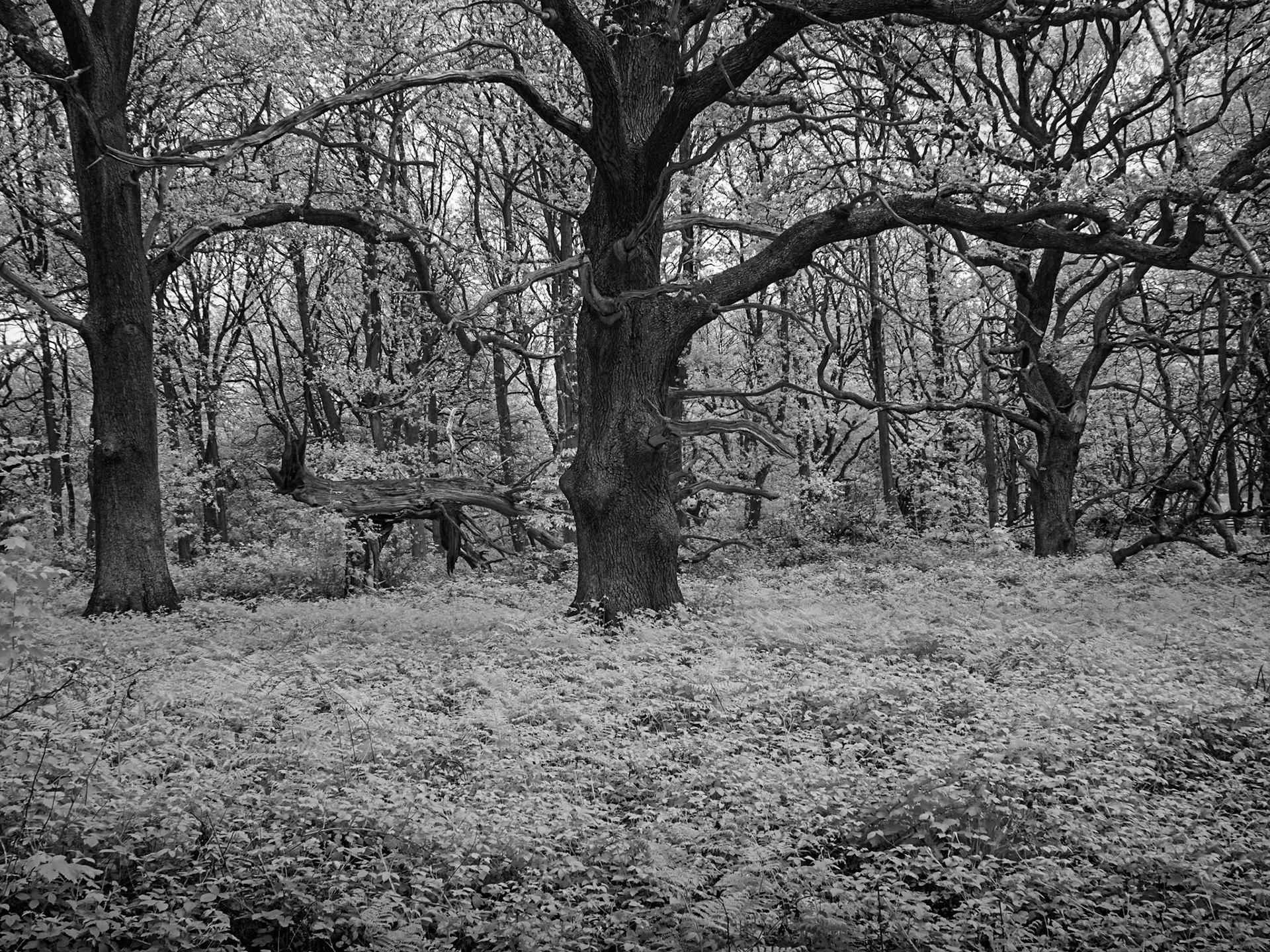 Infra Red