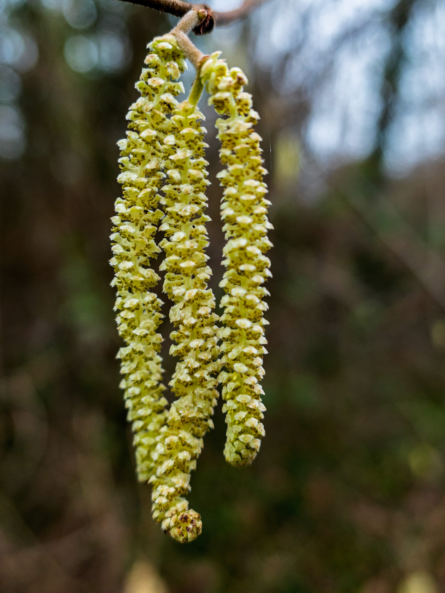 Catkins, Gamston Canal