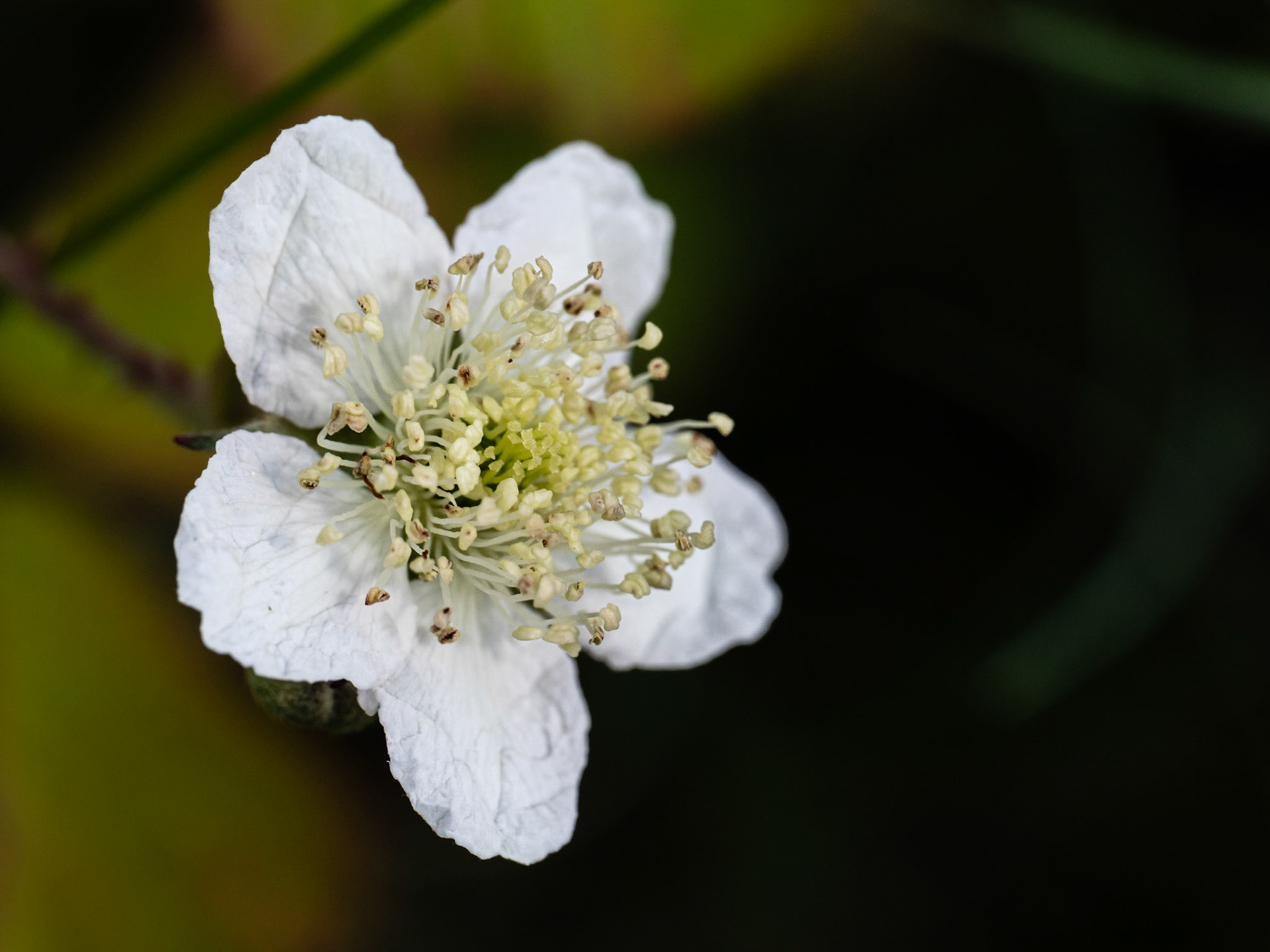 Wilford Clay Pit, Blackberry