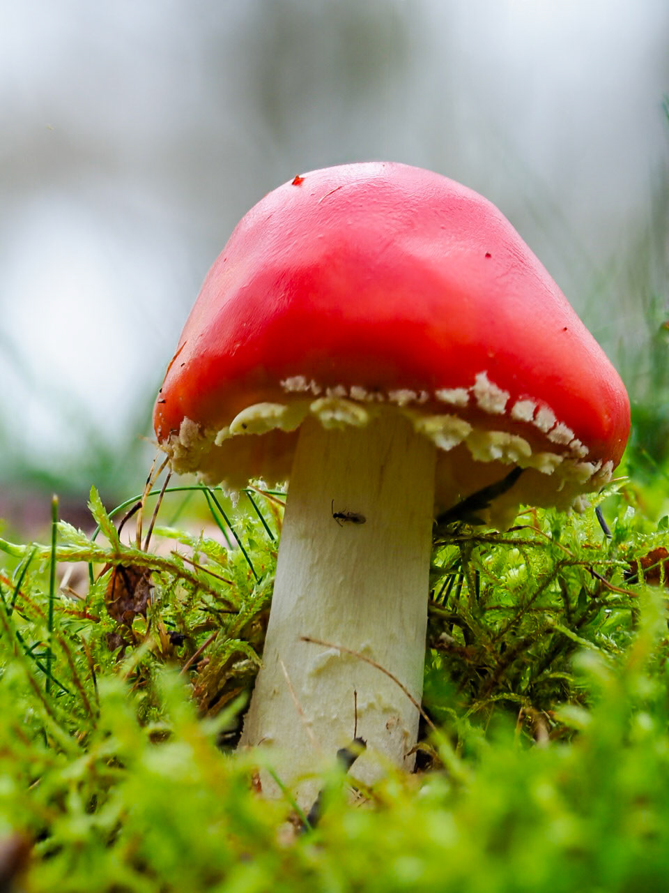Bole Hill quarry, Fly agaric