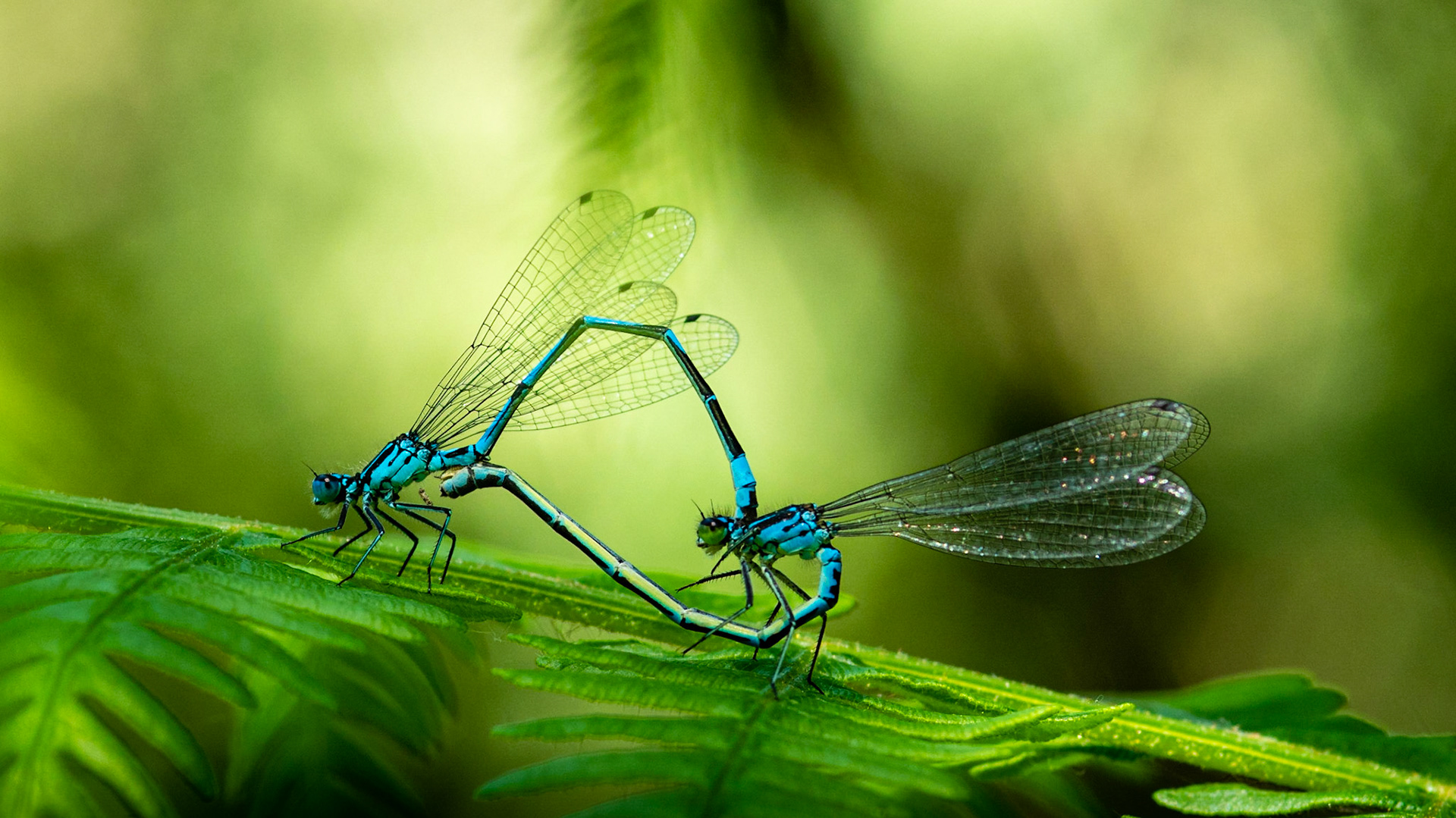Common Blue Damselfly, Somerset
