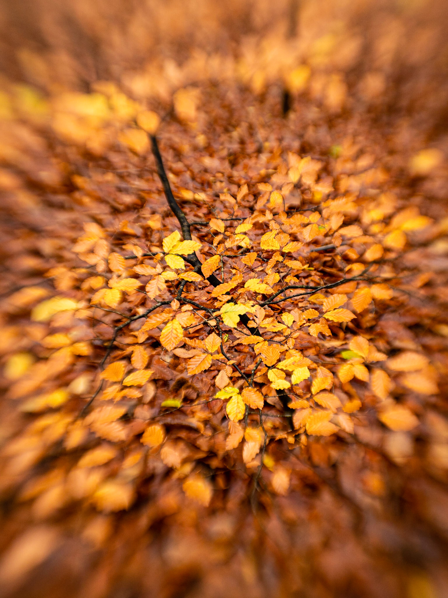 Felbrigg Woods with Lensbaby Velvet 56
