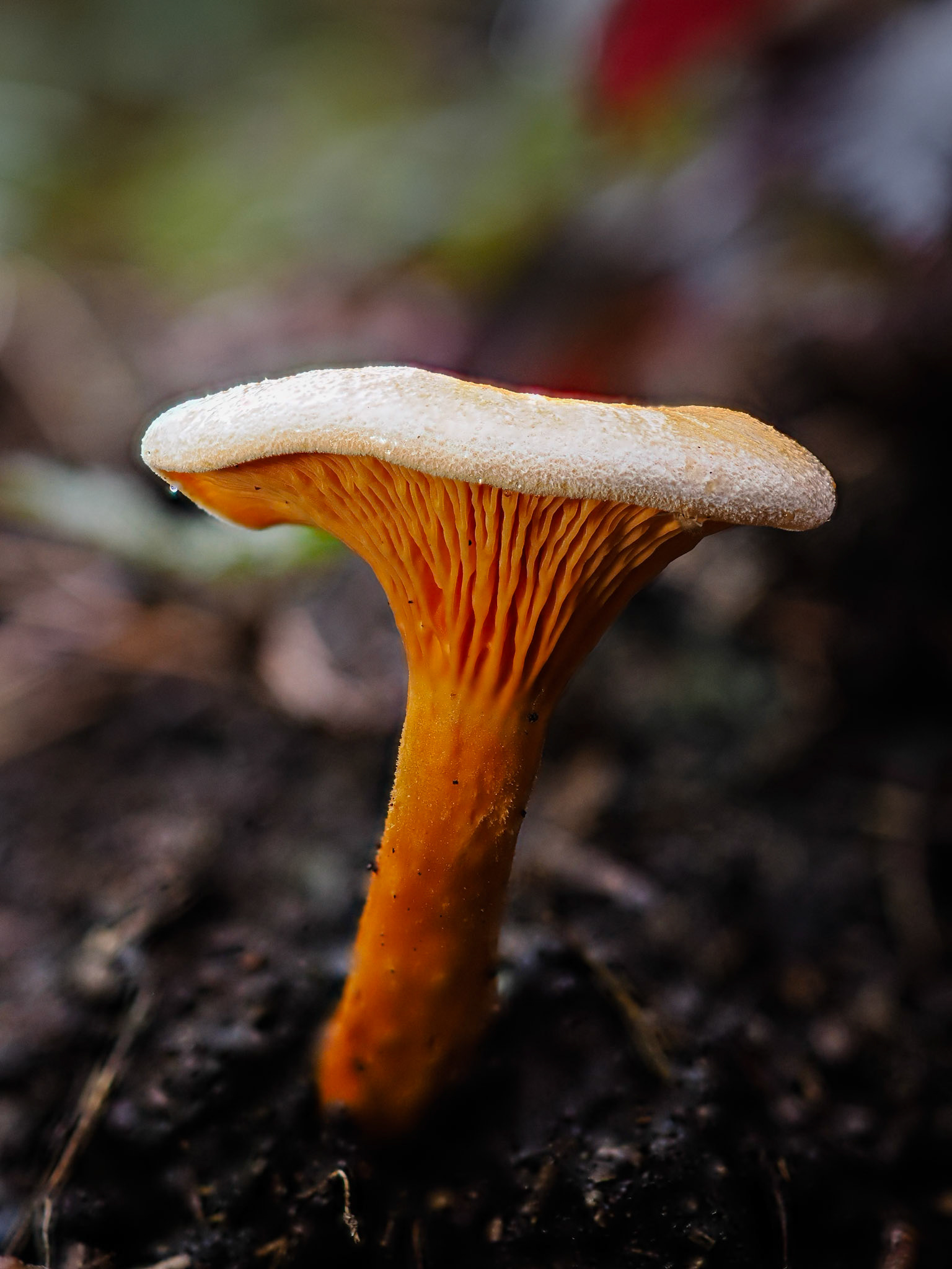 False Chanterelle, Sherwood Pines