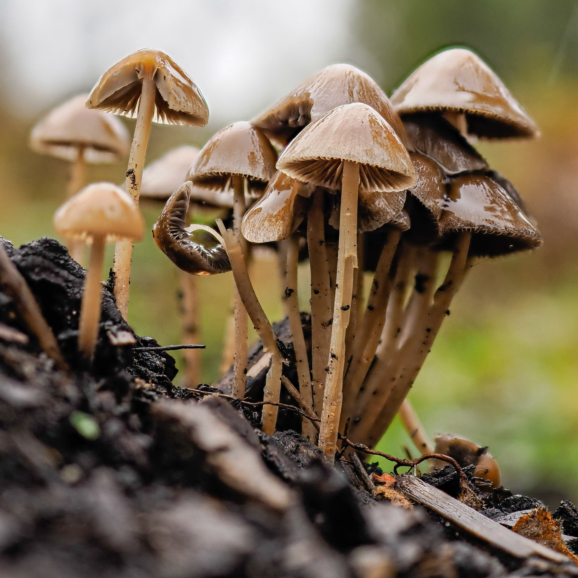 Common Gill Mushroom, Sherwood Pines