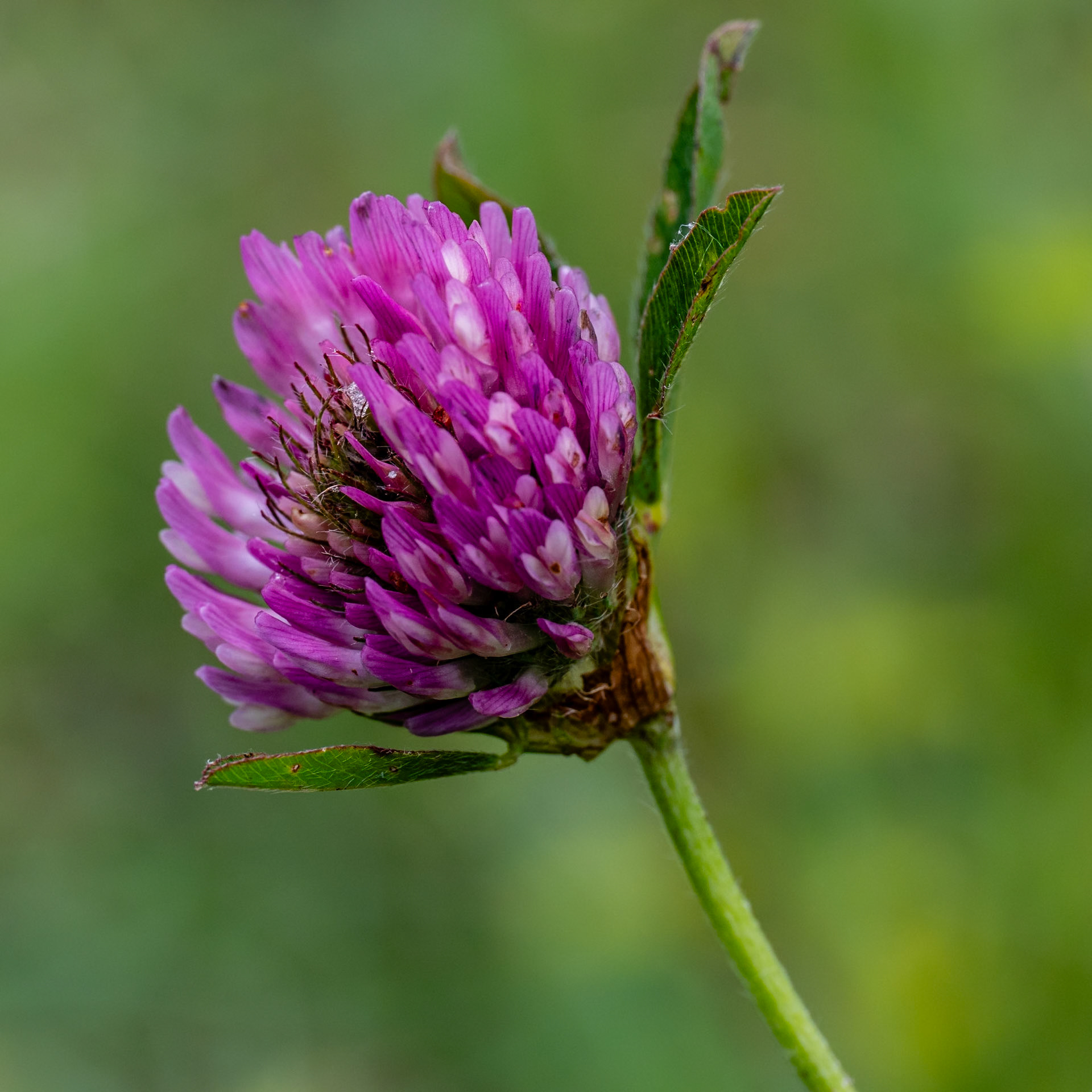 Wildford Clay Pit, Clover