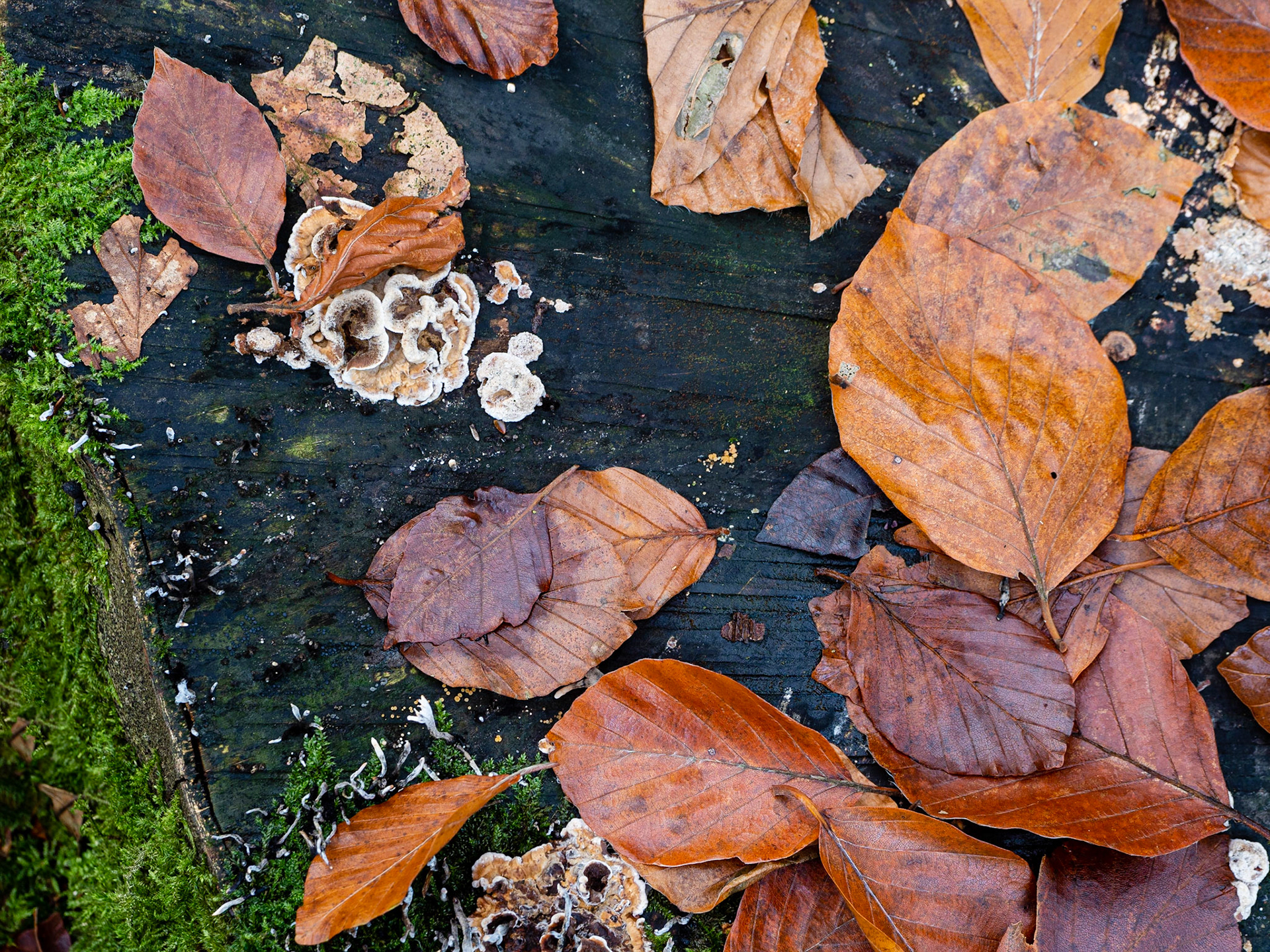 Bacton Woods