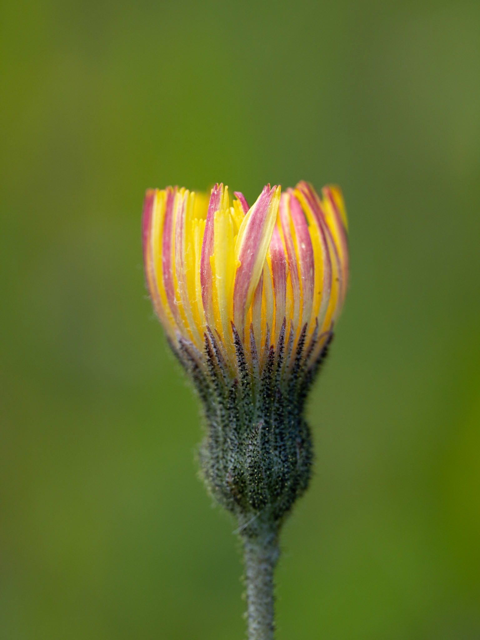 Wilford Clay Pit, Hawkbit
