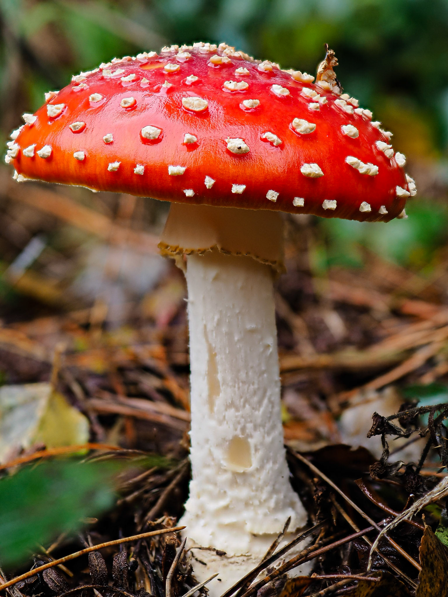 Fly Agaric, Sherwood Pines