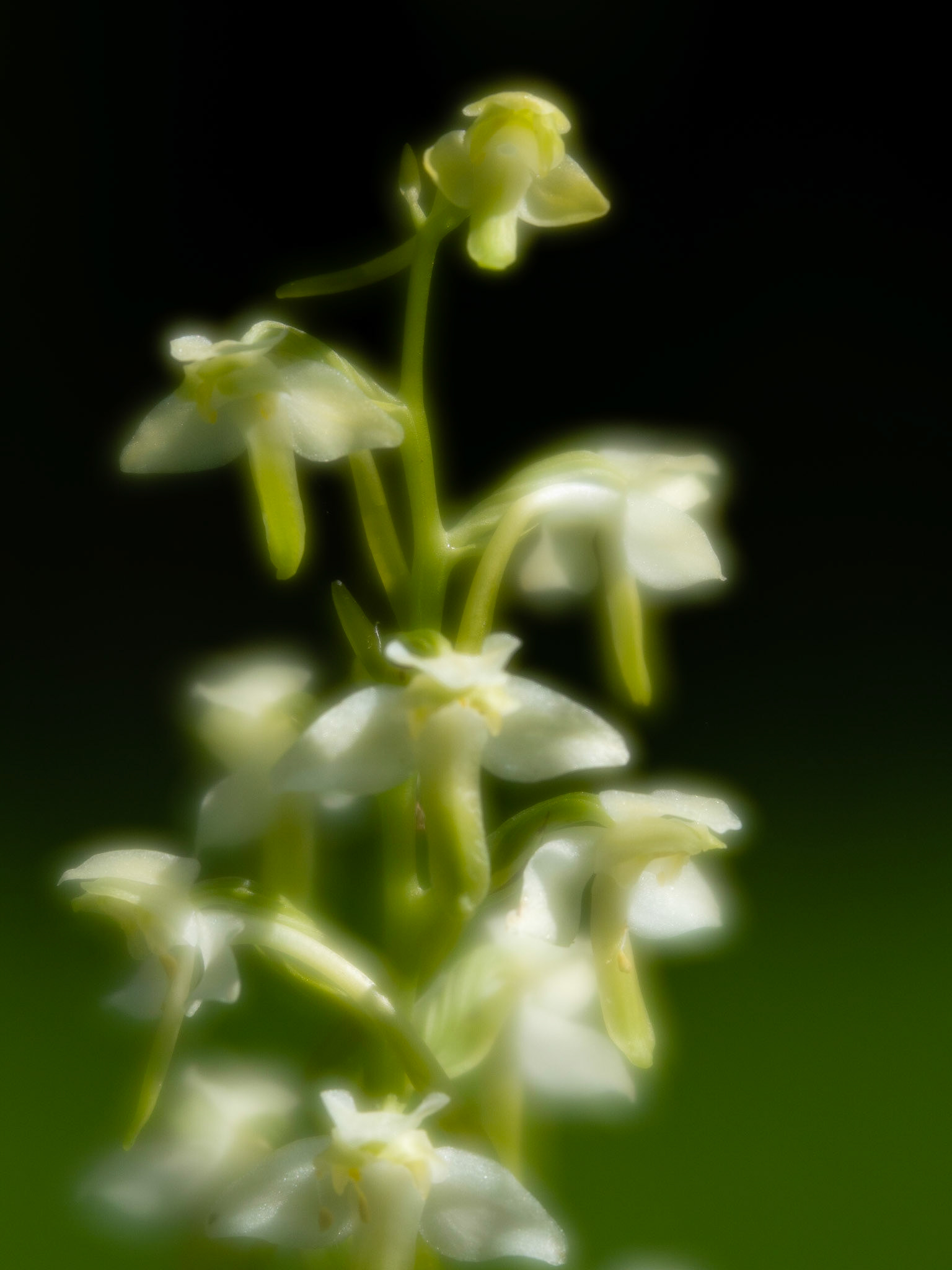 Greater Butterfly Orchid, Lensbaby Velvet 56