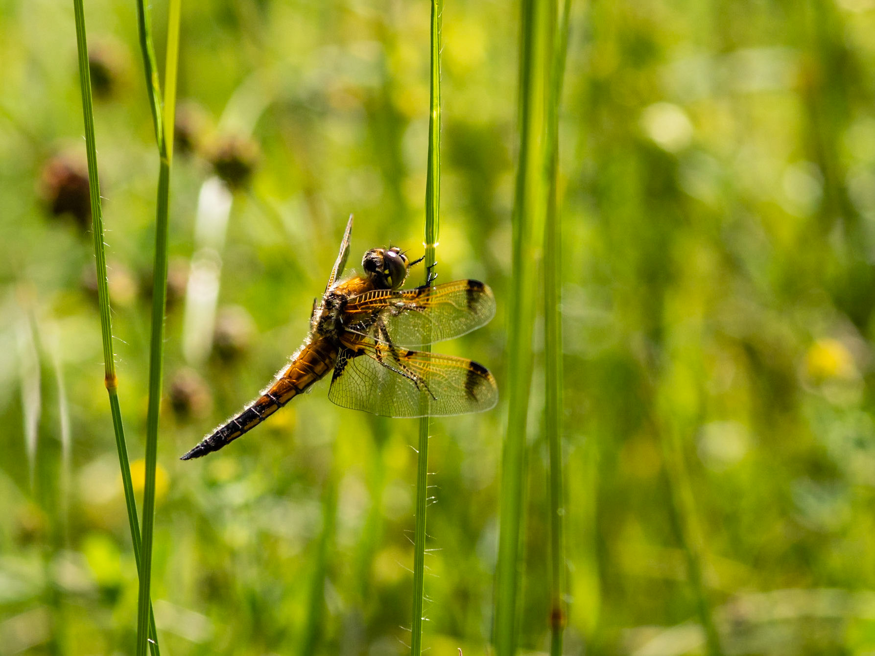 4 Spotted Chaser Dragonfly, Somerset.