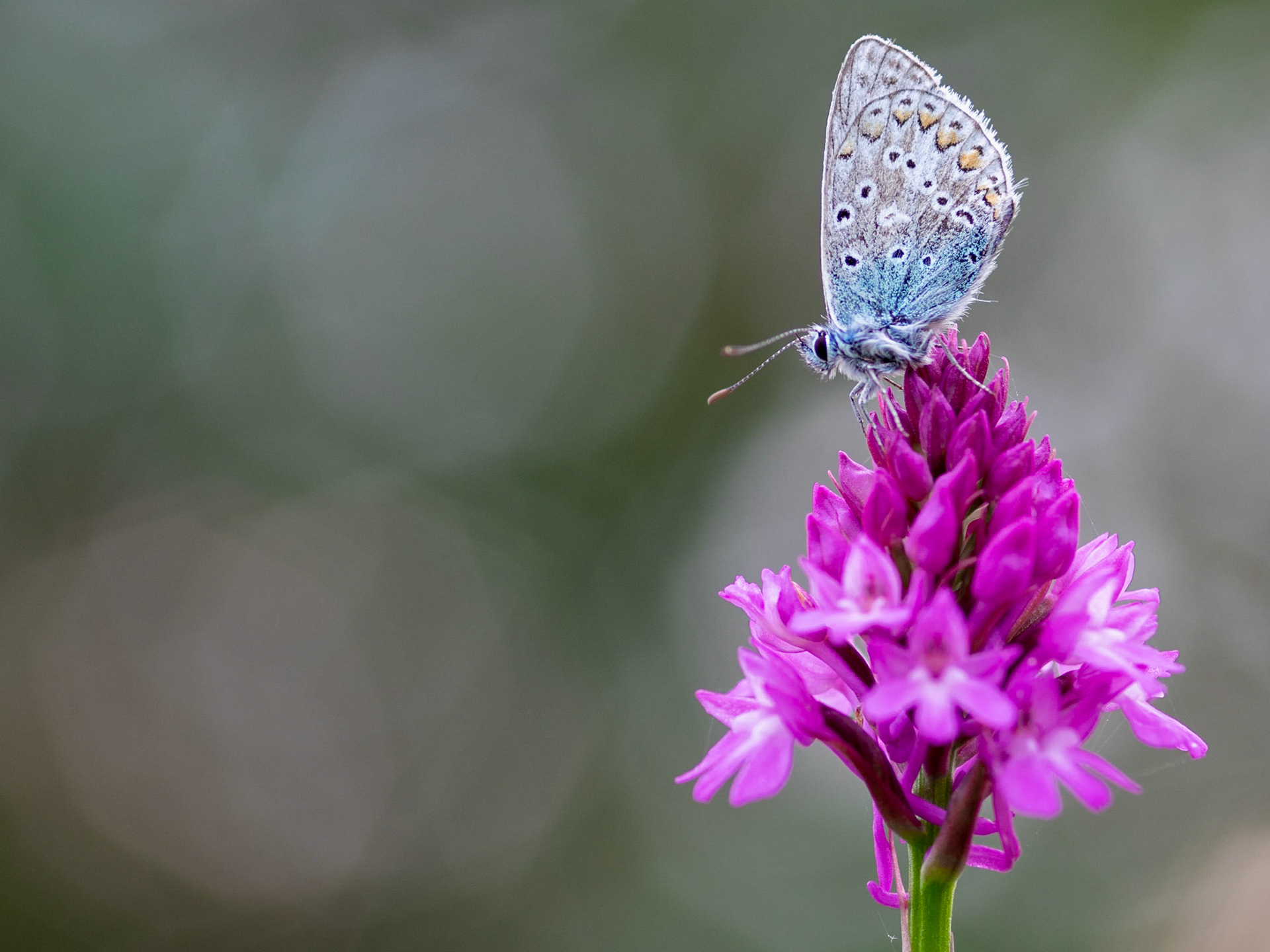 Large Blue buterfly, Devon